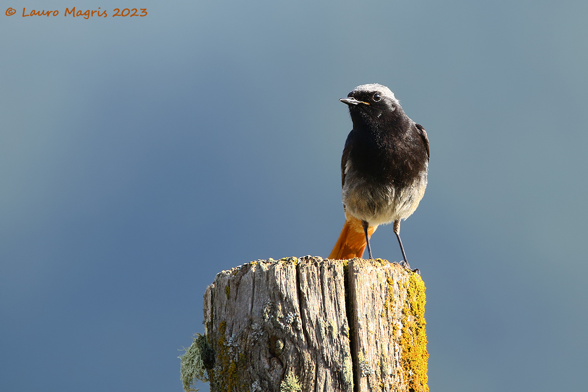 Redstart lookout