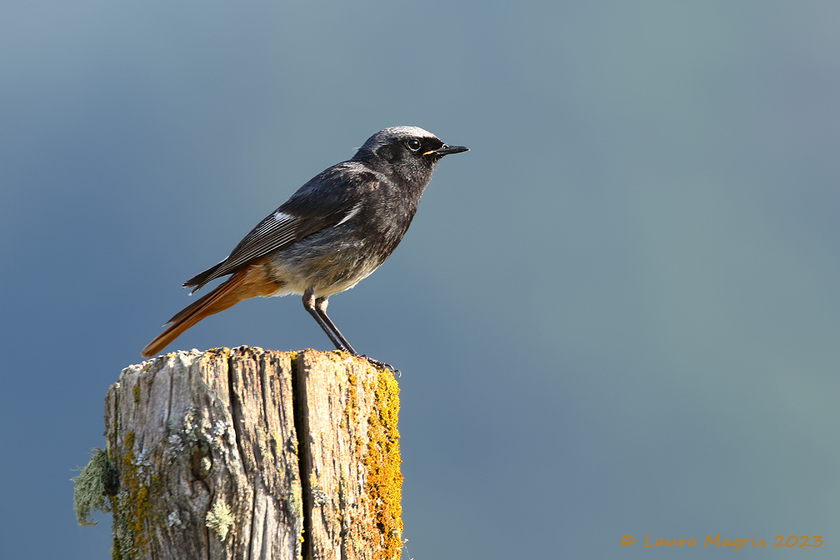 Redstart