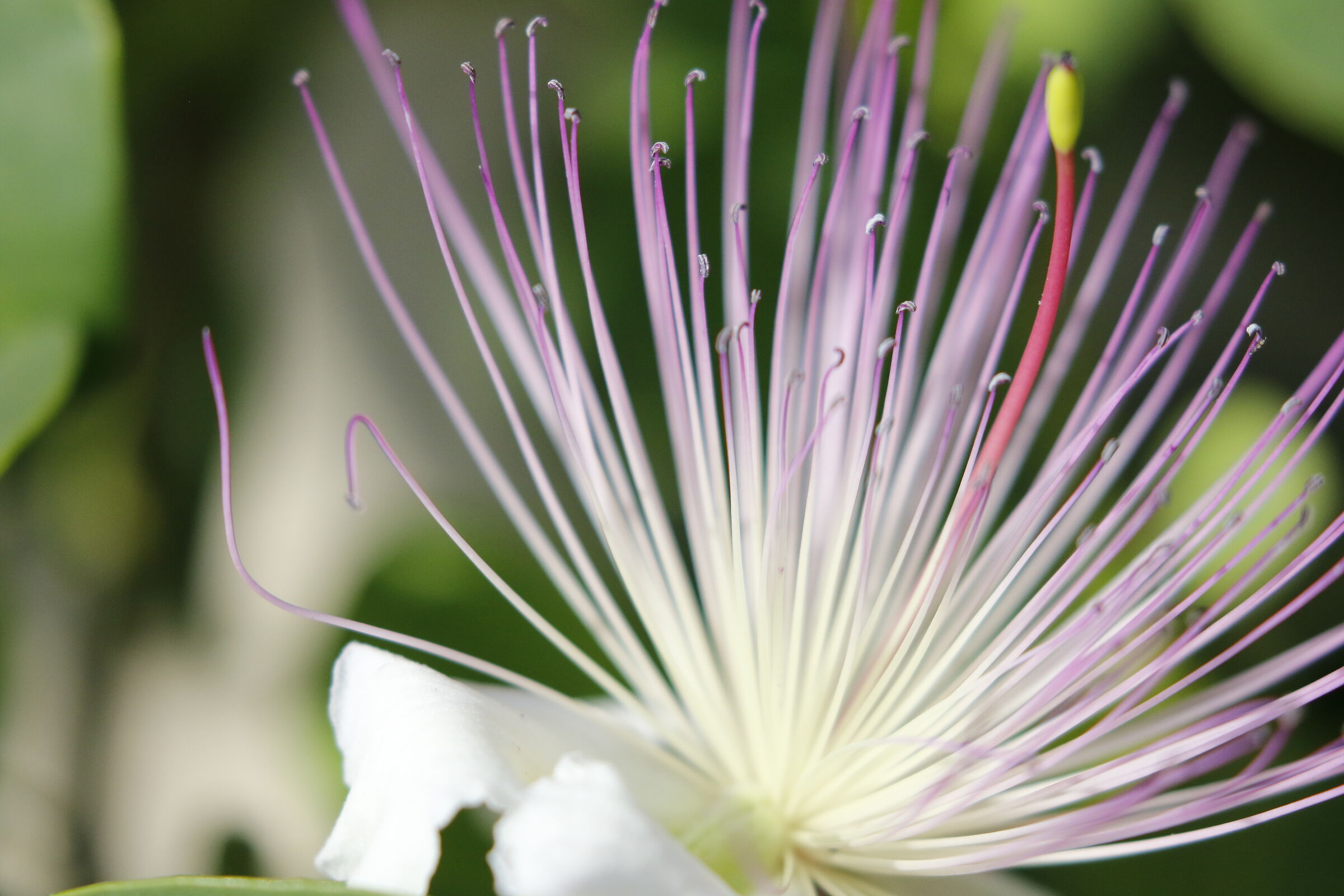 "Crop 6 Cento 40",1/ 8 Mila, Canon 100-400 L II, 7...