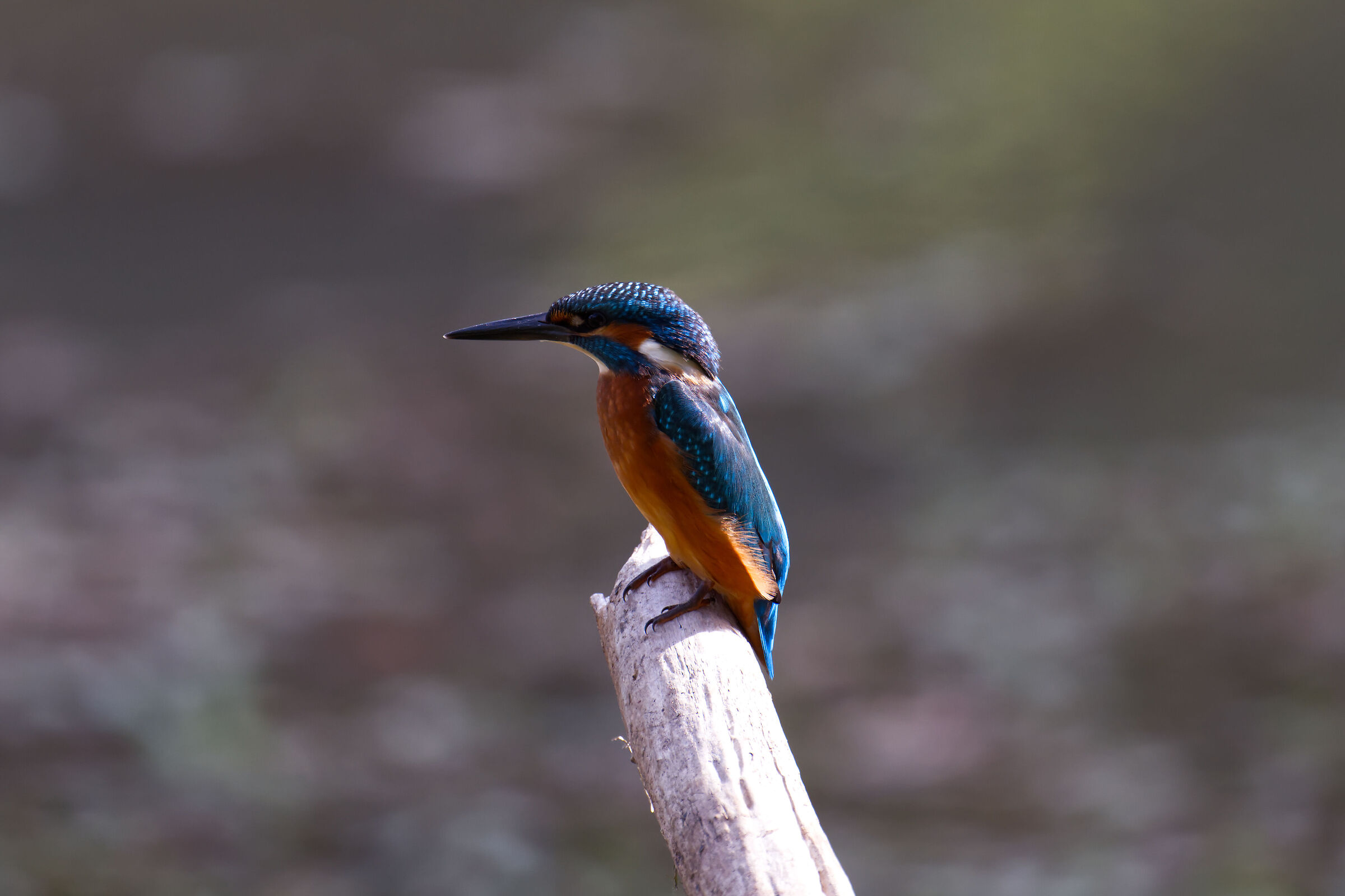 Kingfisher