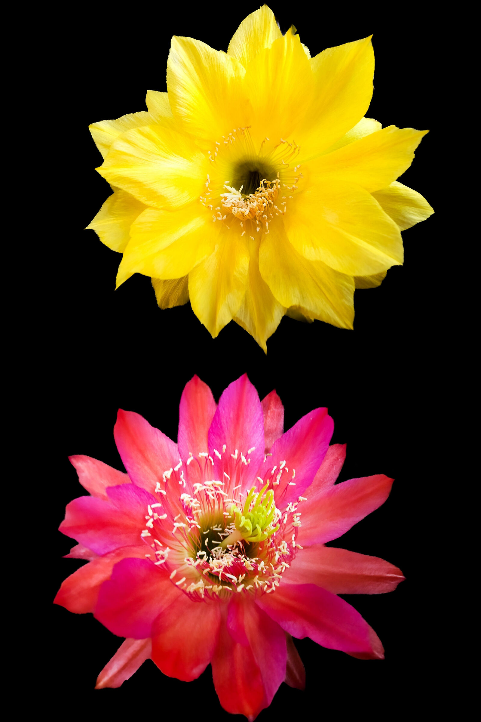 Cactus flowers