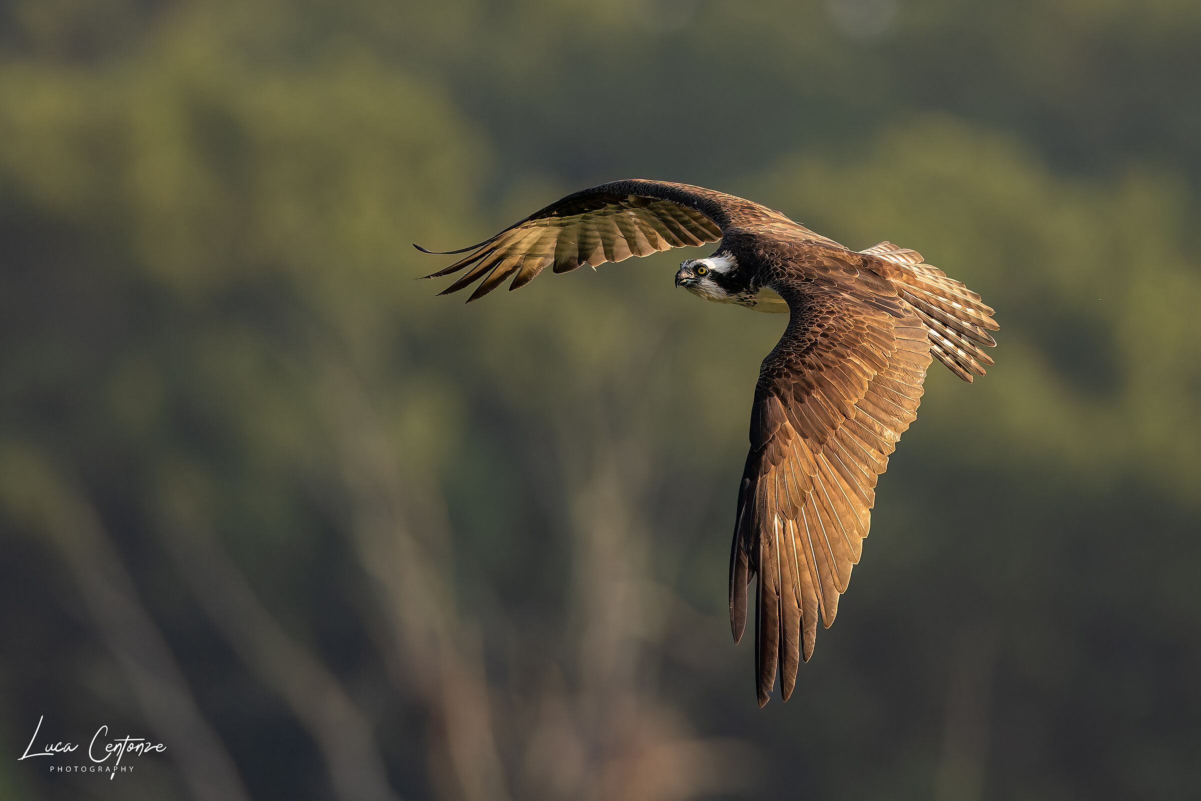 Osprey (osprey) Pandion haliaetus
