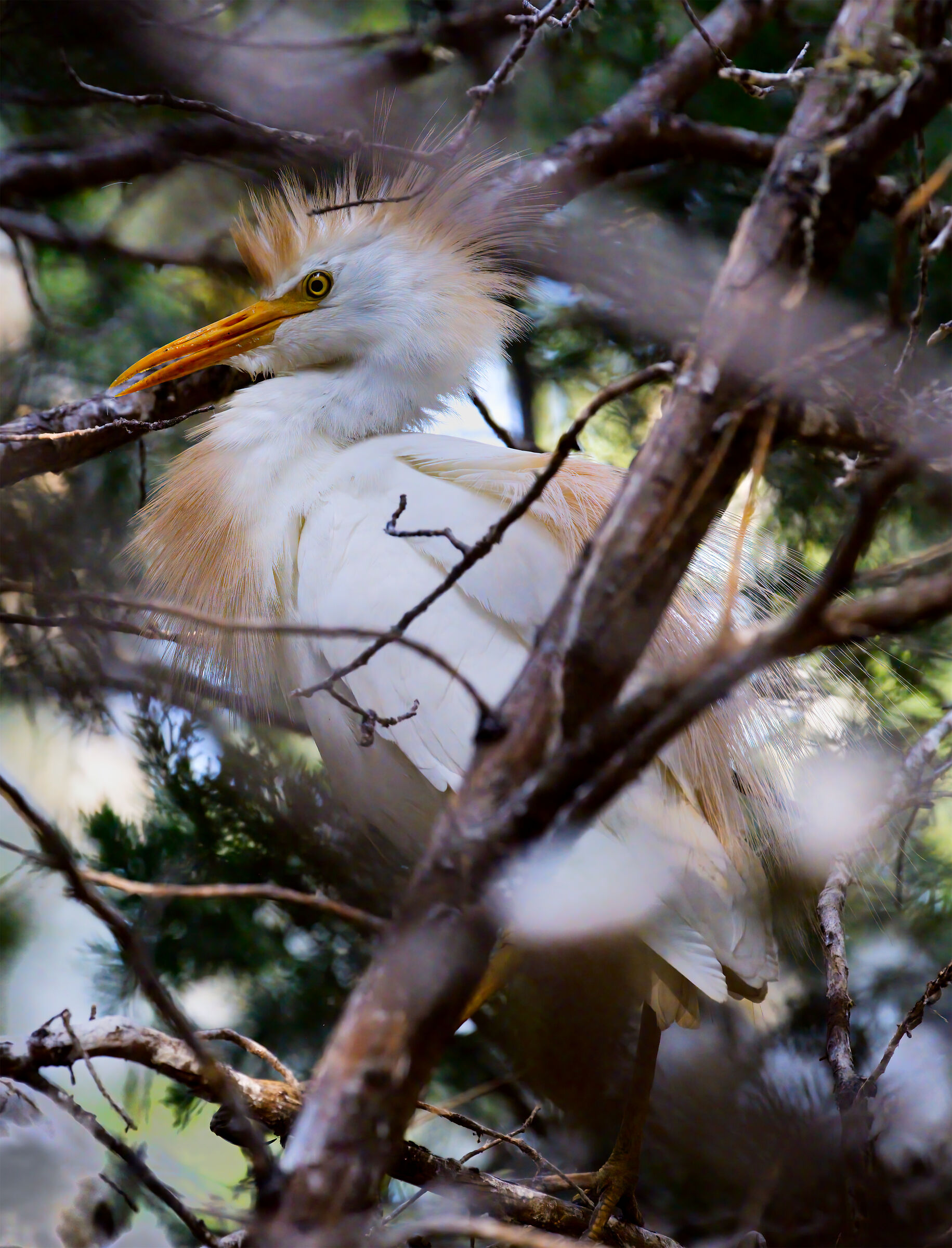 Garzetta (Bubulcus ibis)
