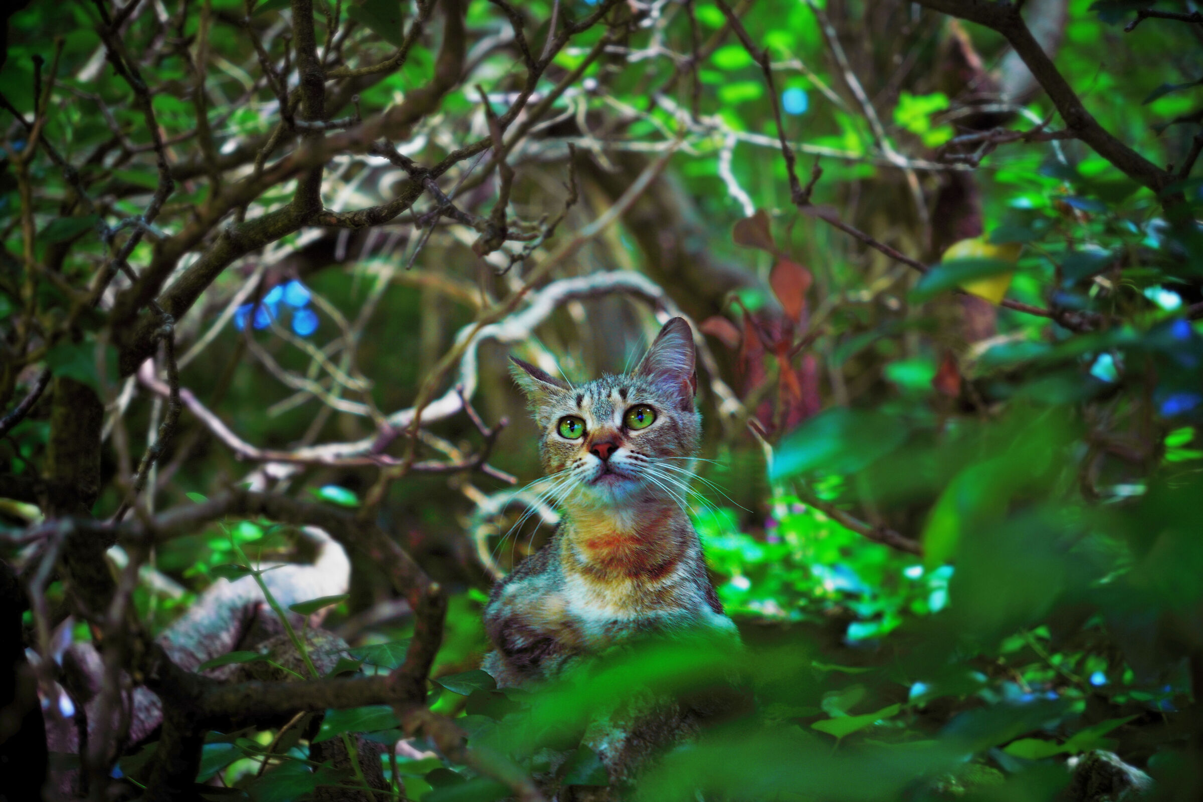 Amateur Photo Victim 3 Ecstatic Cat