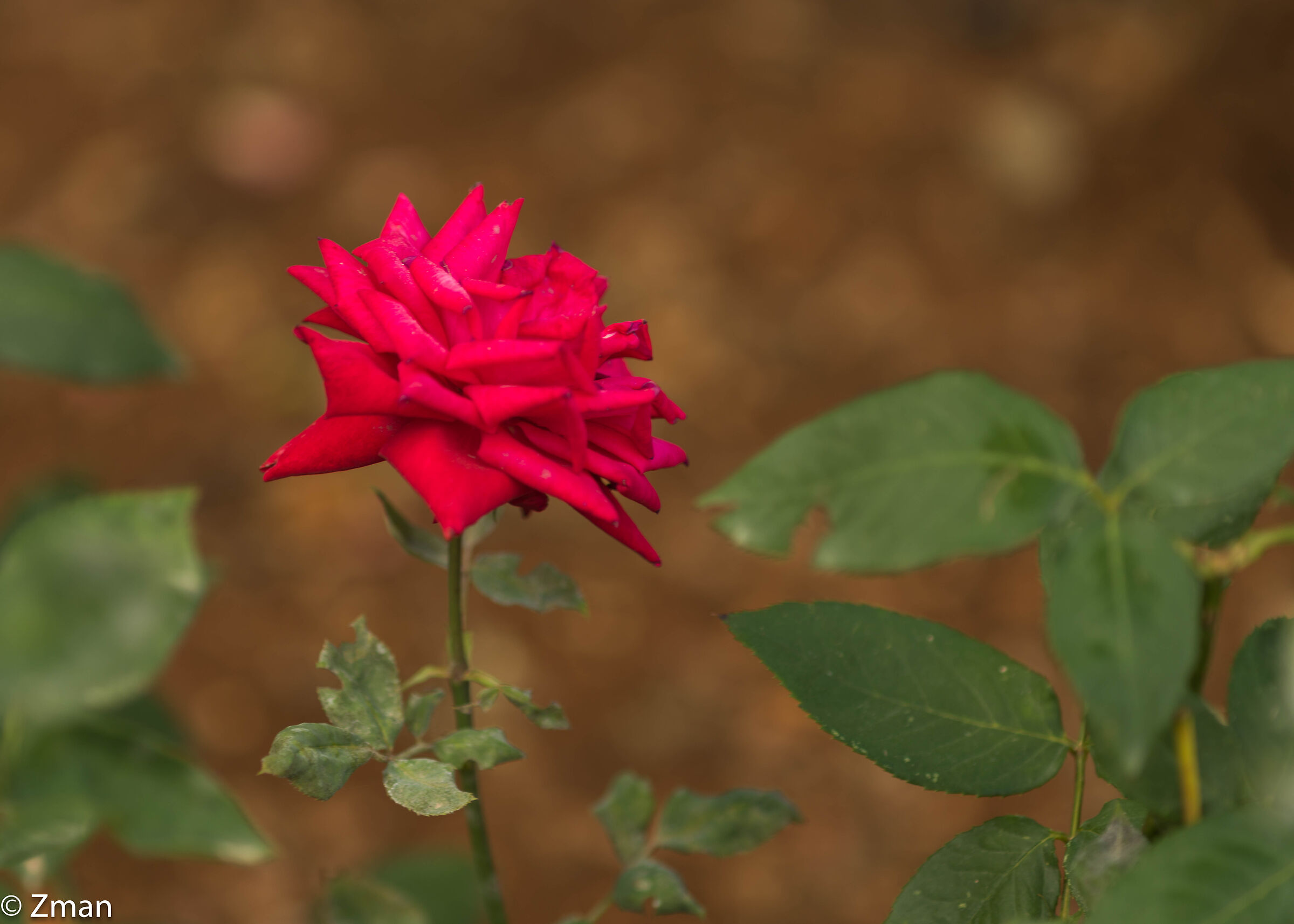 Rosa Rossa