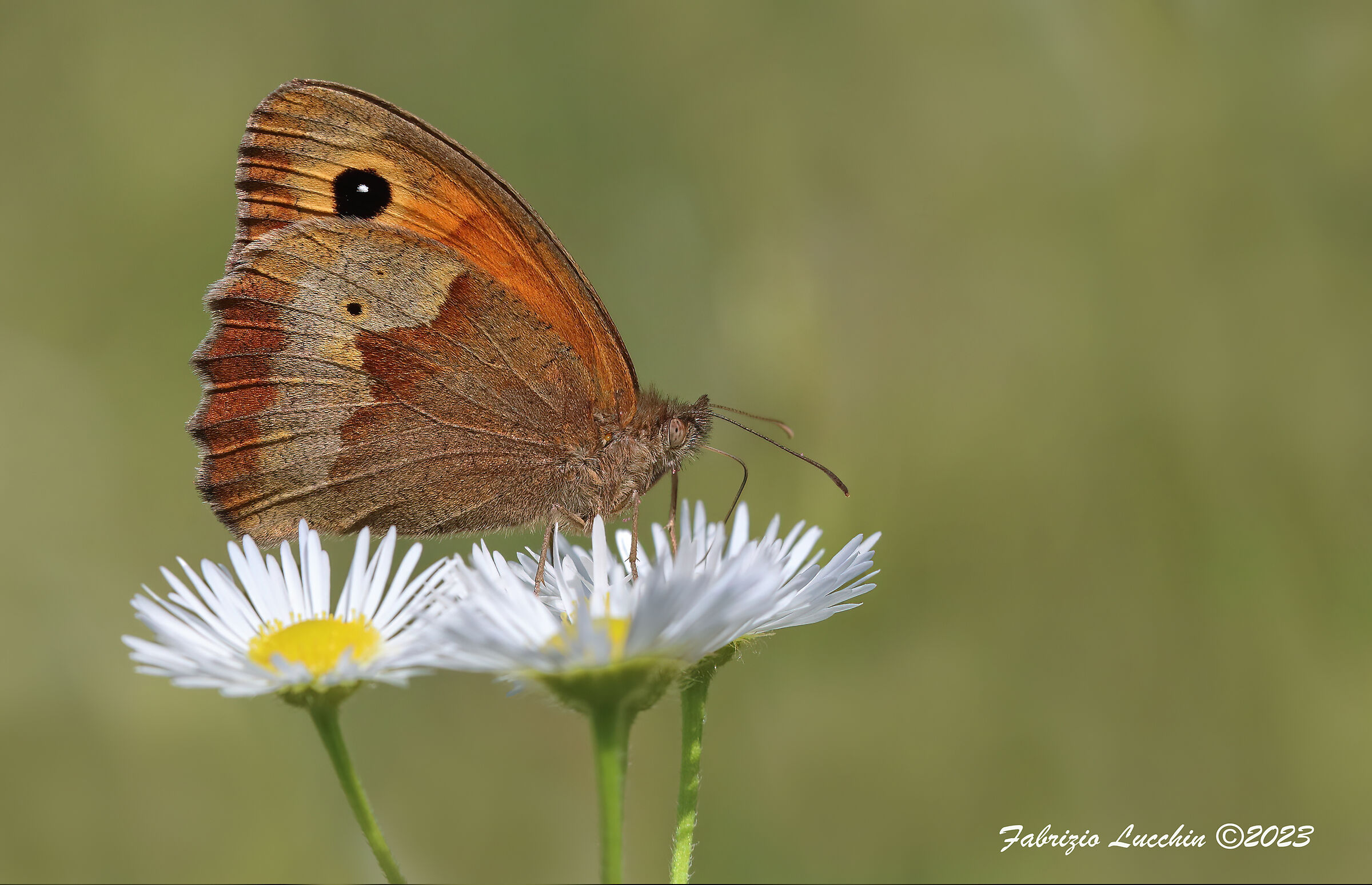 Mniola jurtina (female)