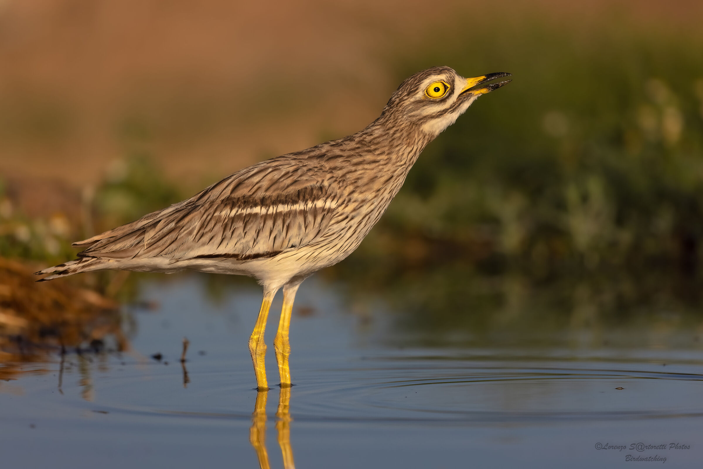 Occhione all'abbeverata