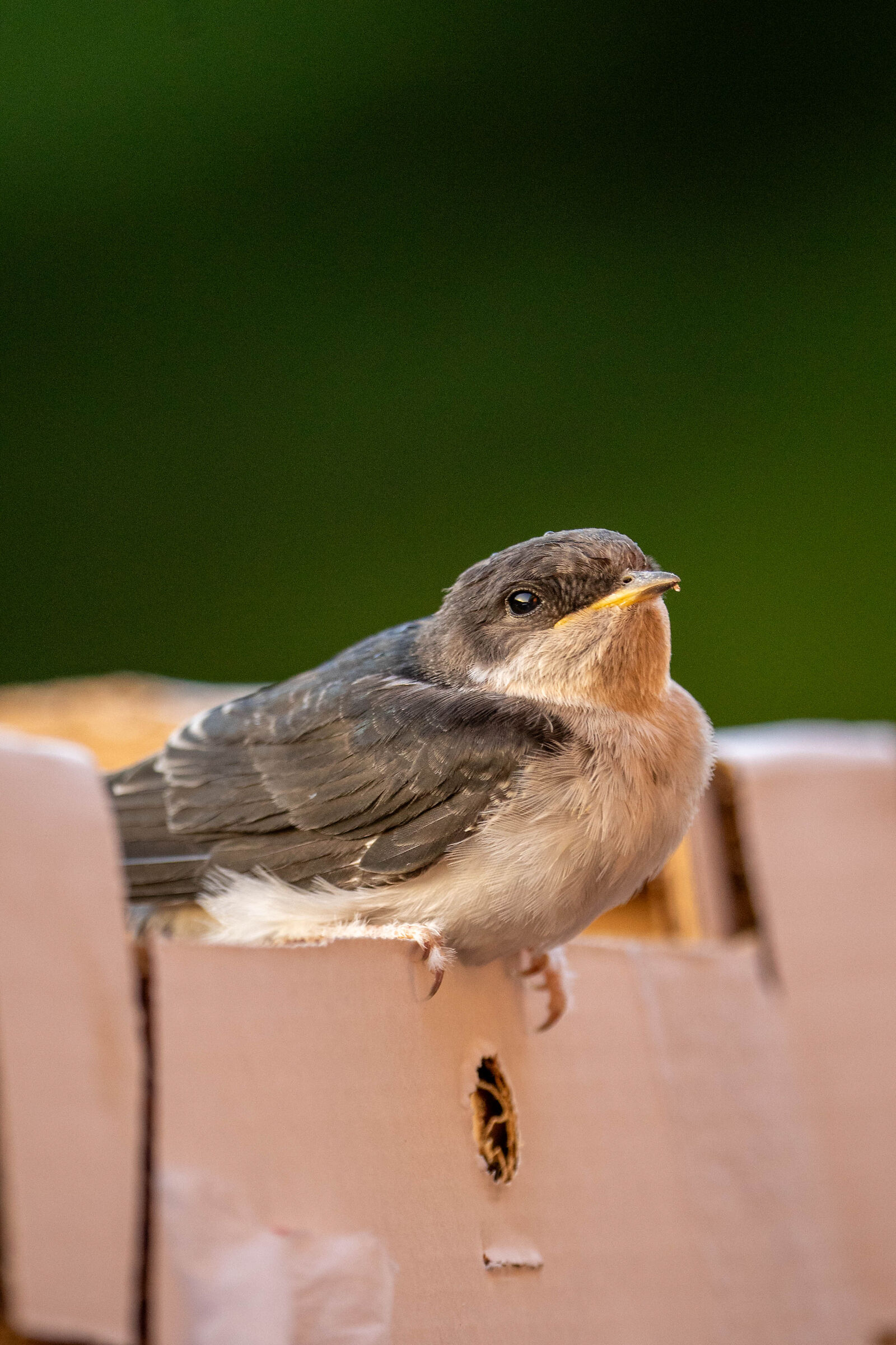 Friends in the garden