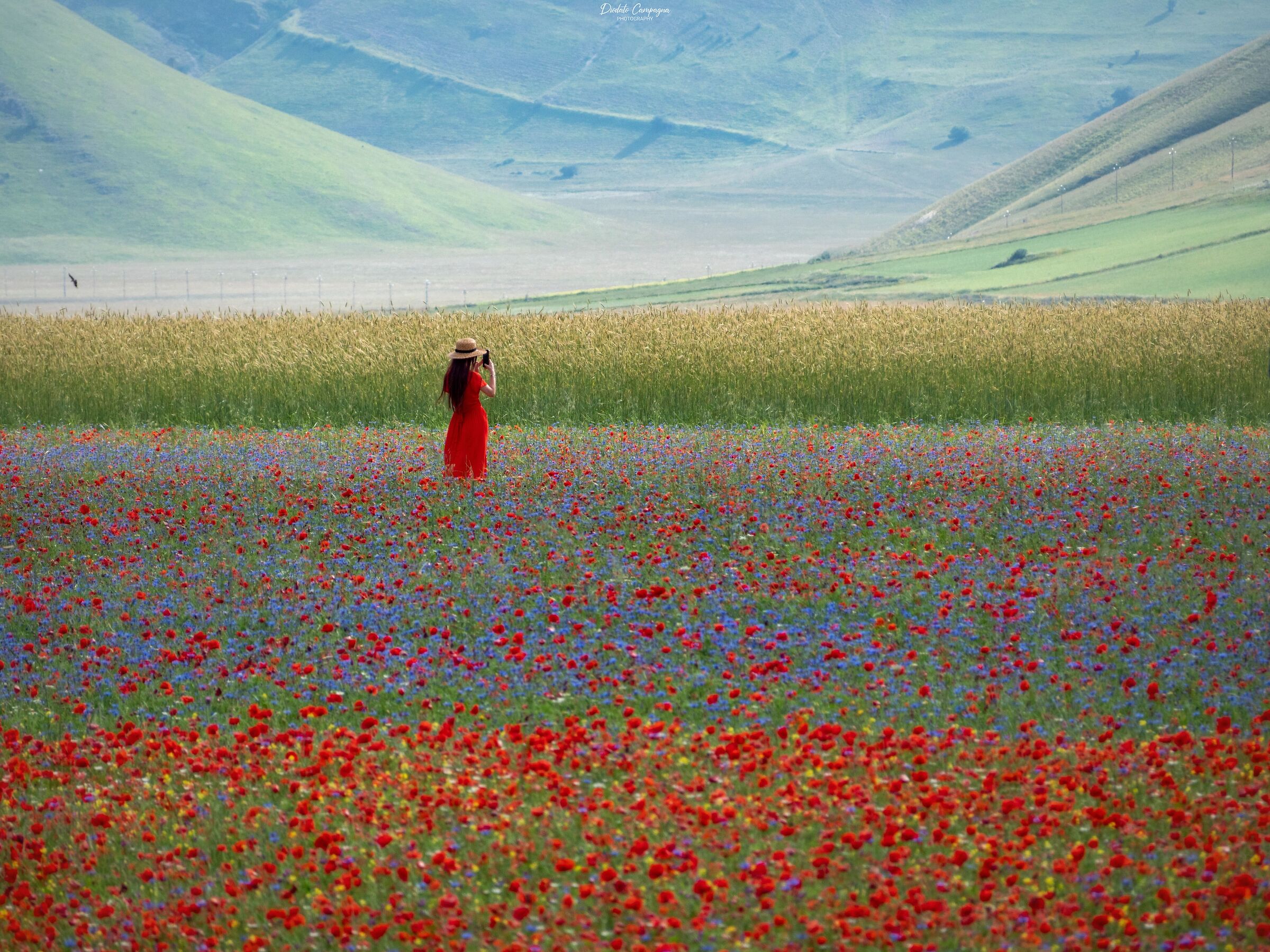Looking for inspiration among the flowers of Castelluccio