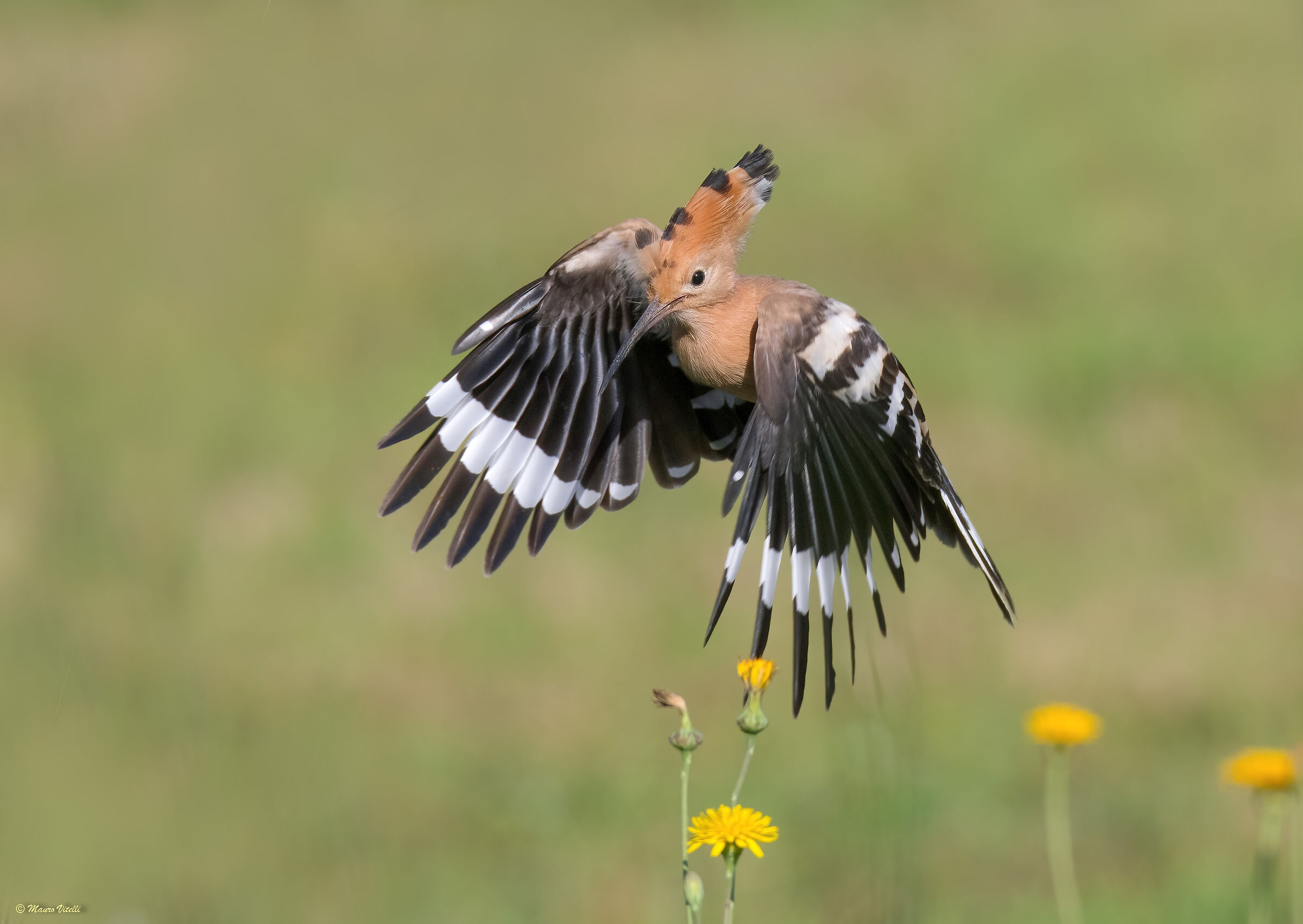Hoopoe (Hoopoe epops)