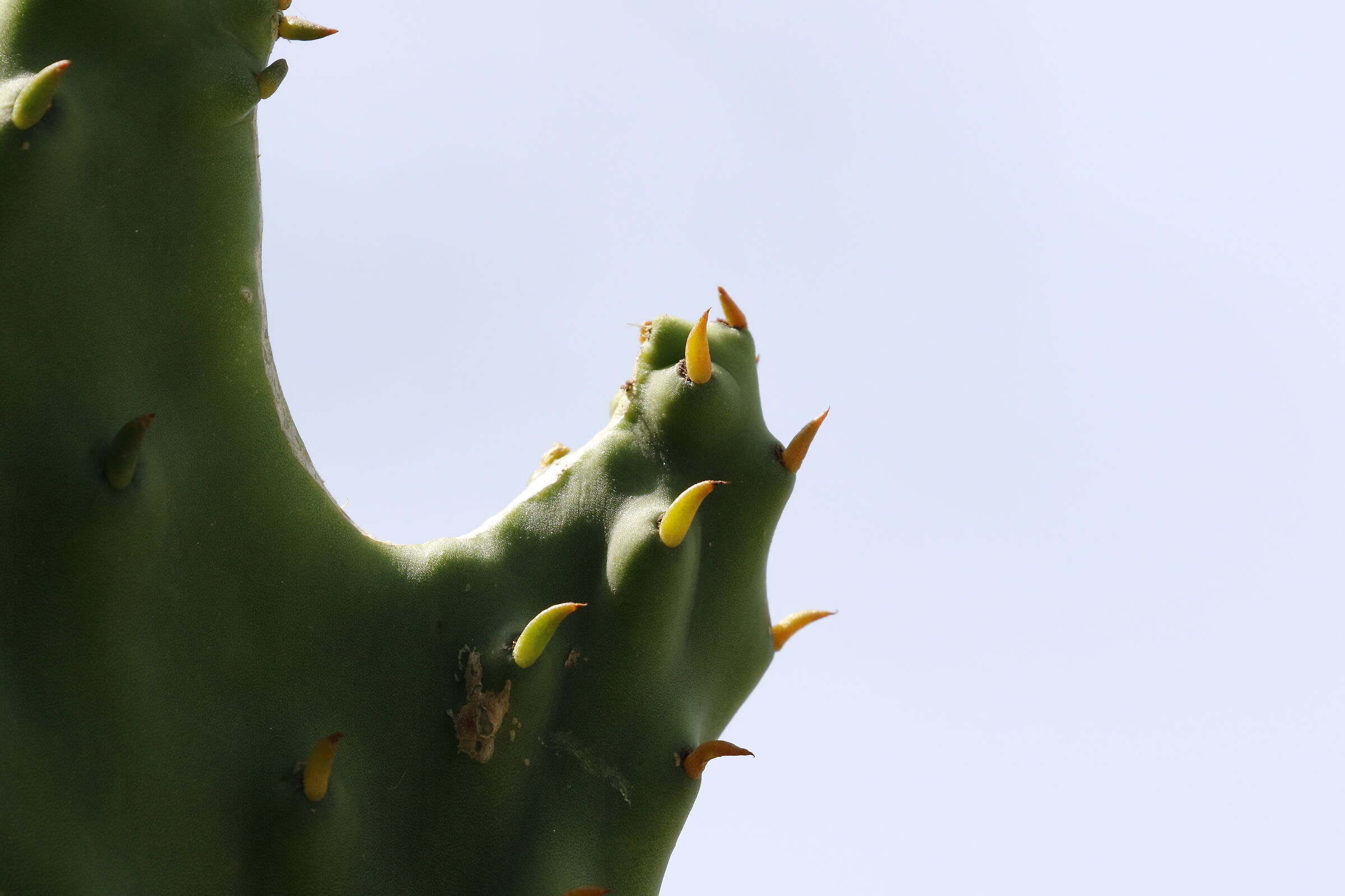 " Crop 6 Cento 40 ", Canon 100- 400 L II, 7 D II