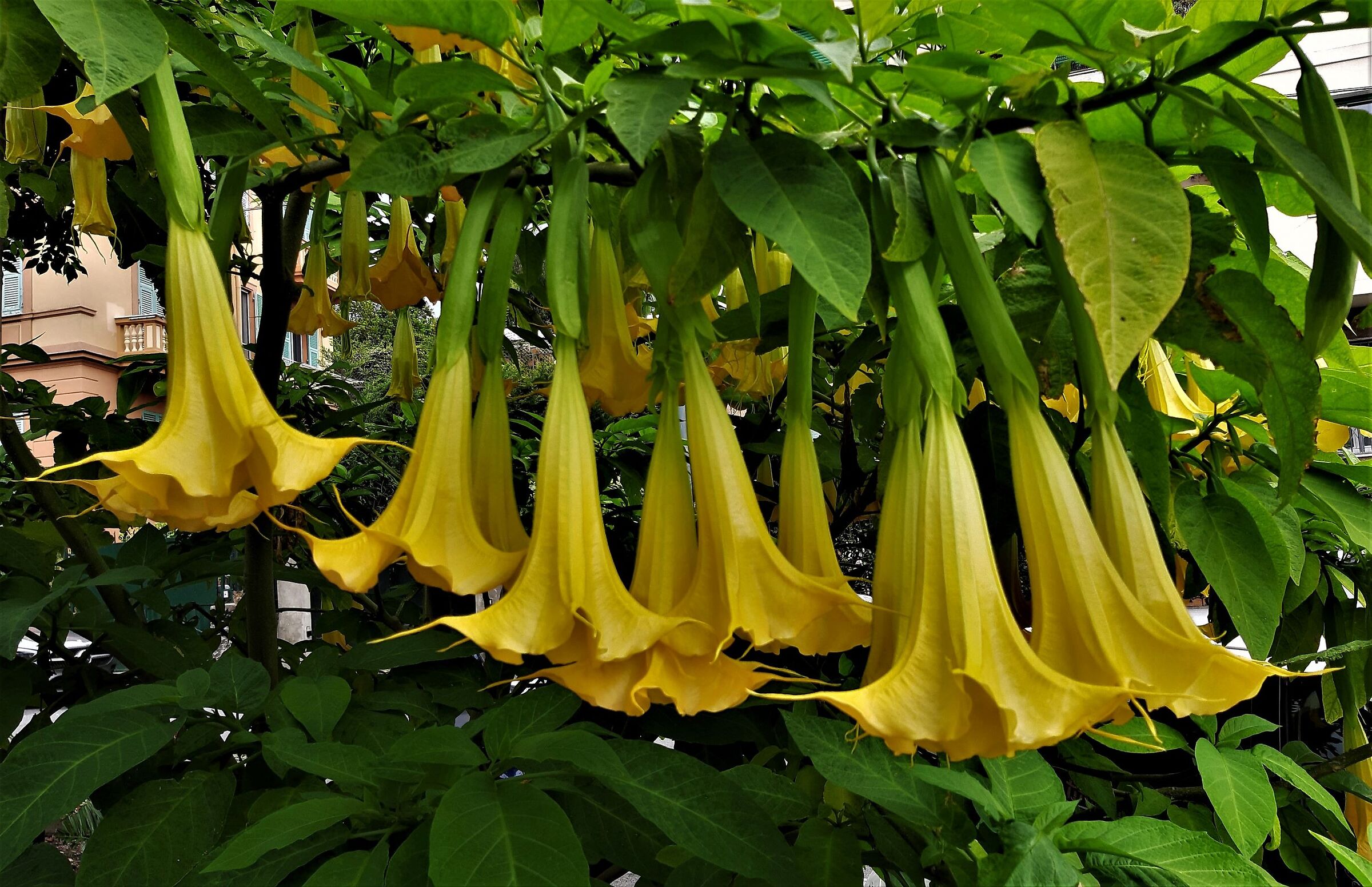 Brugmansia Yellow Angel