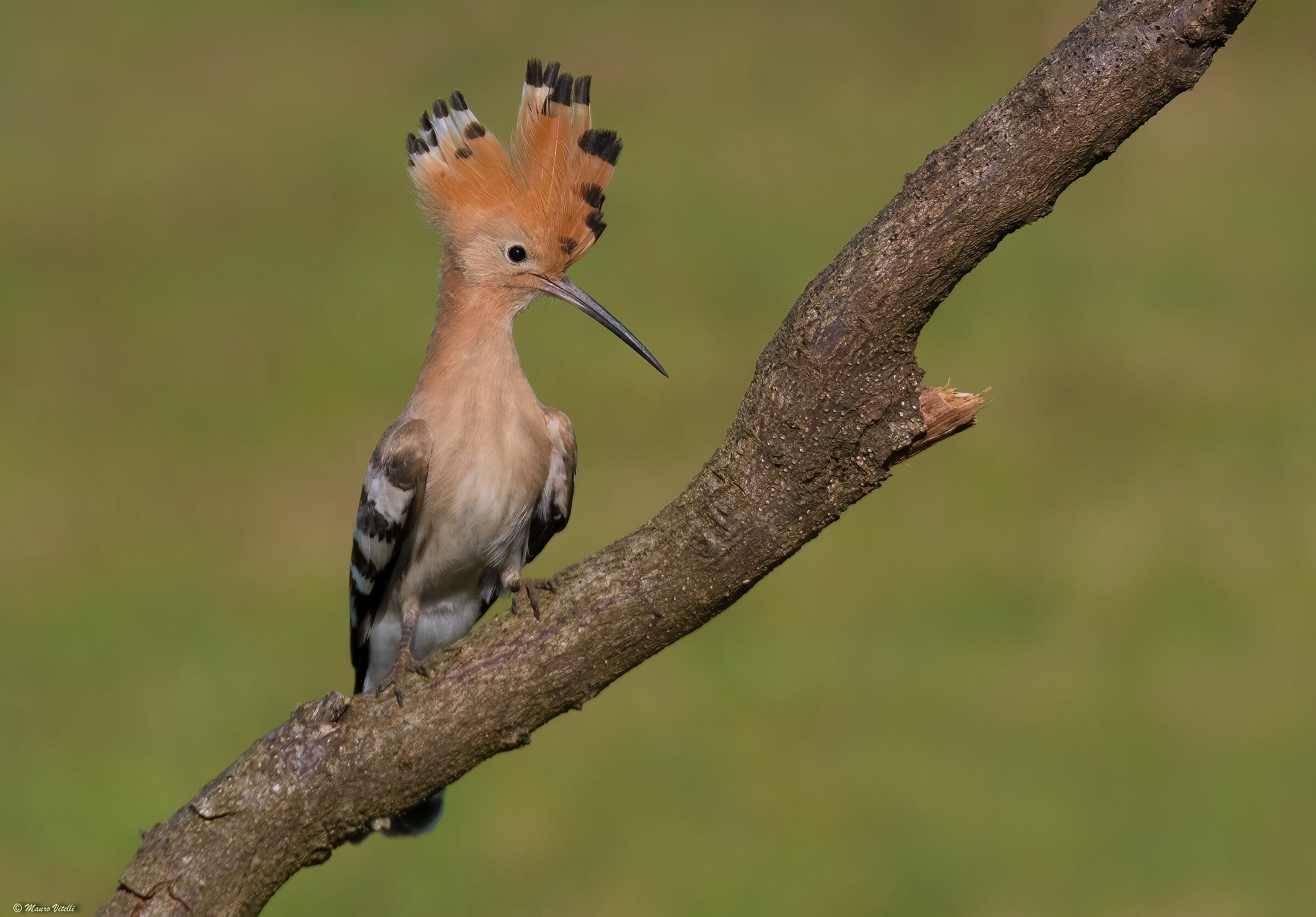 Hoopoe (Hoopoe epops)