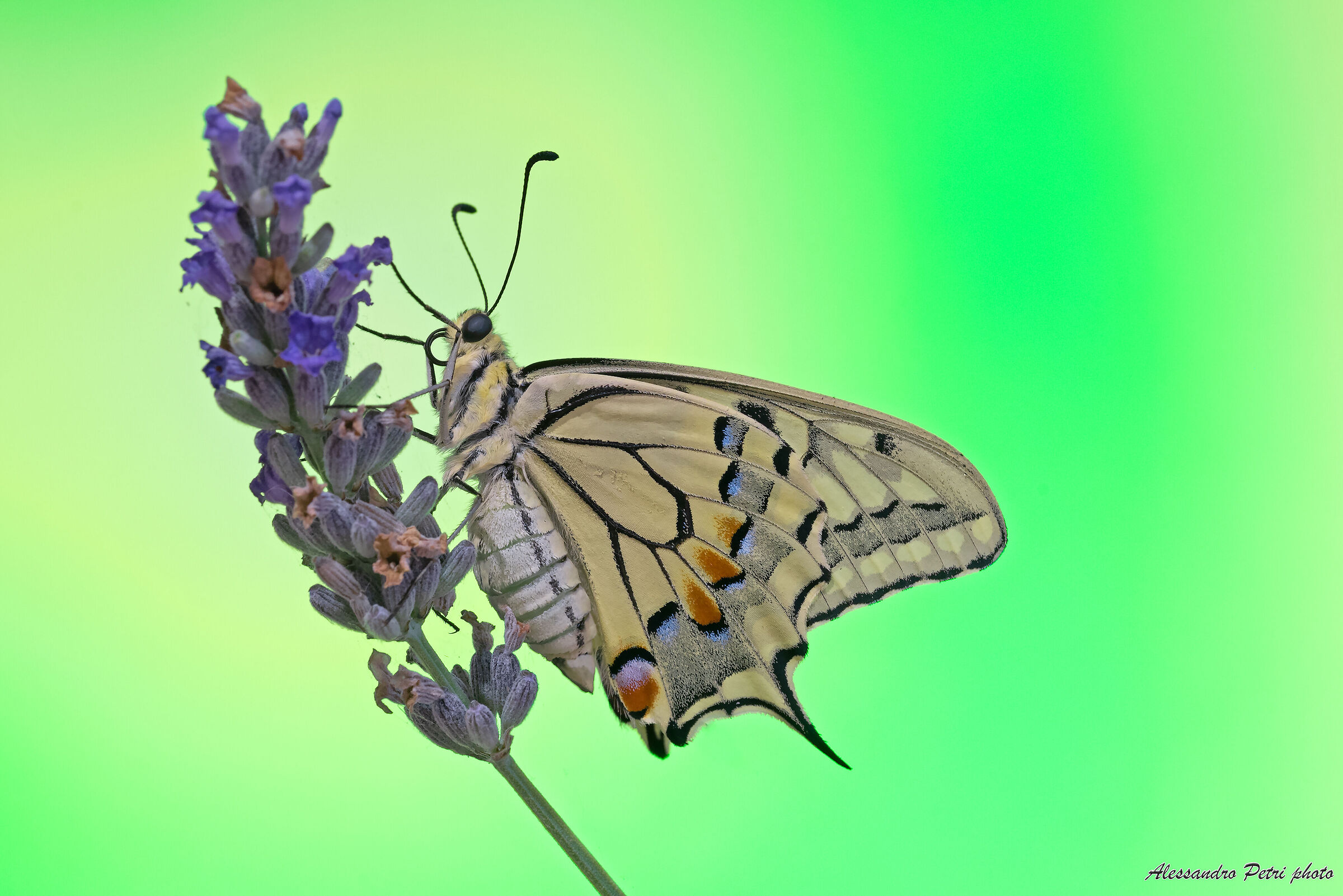 Papilio Machaon