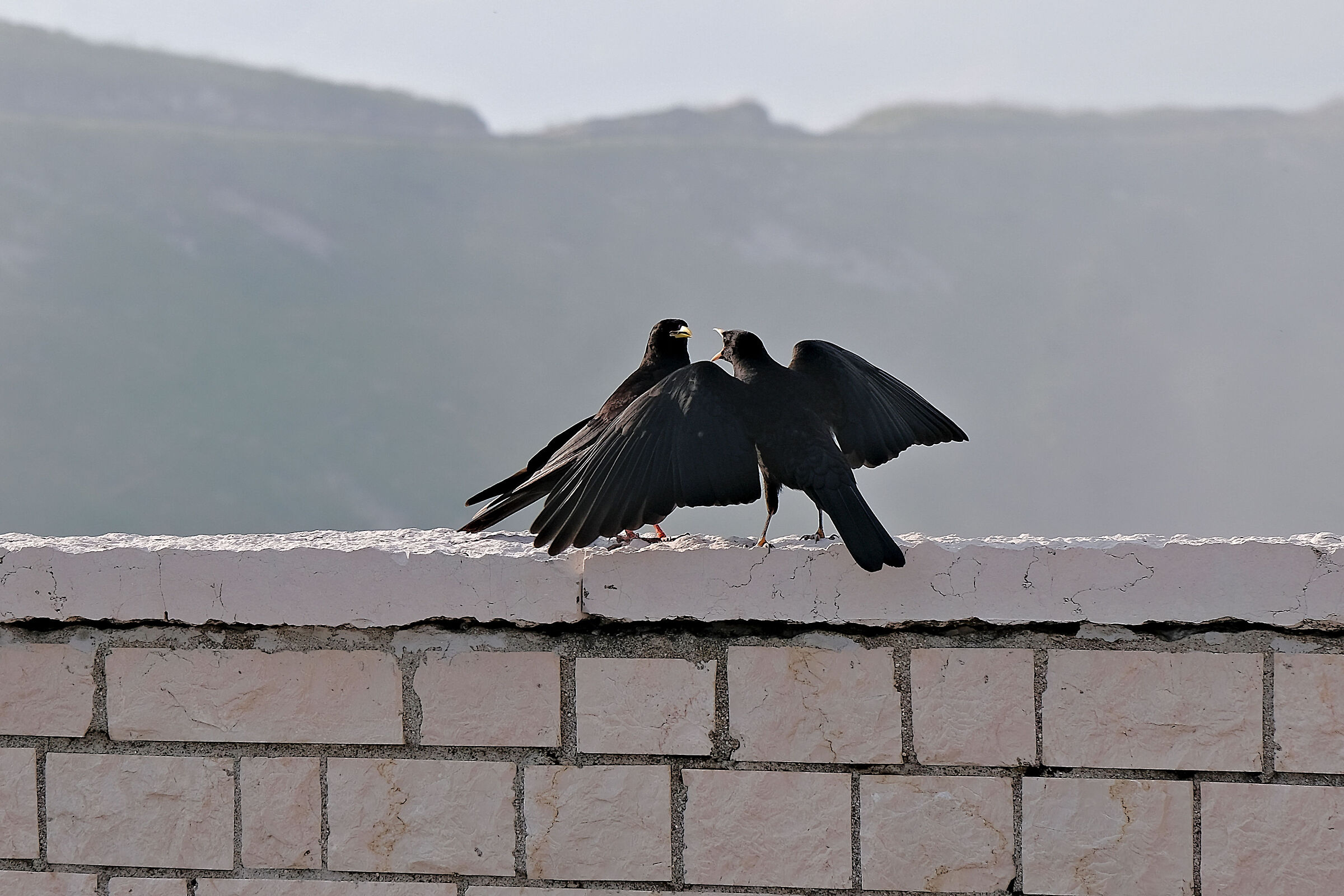 Gracchi ingracchiati