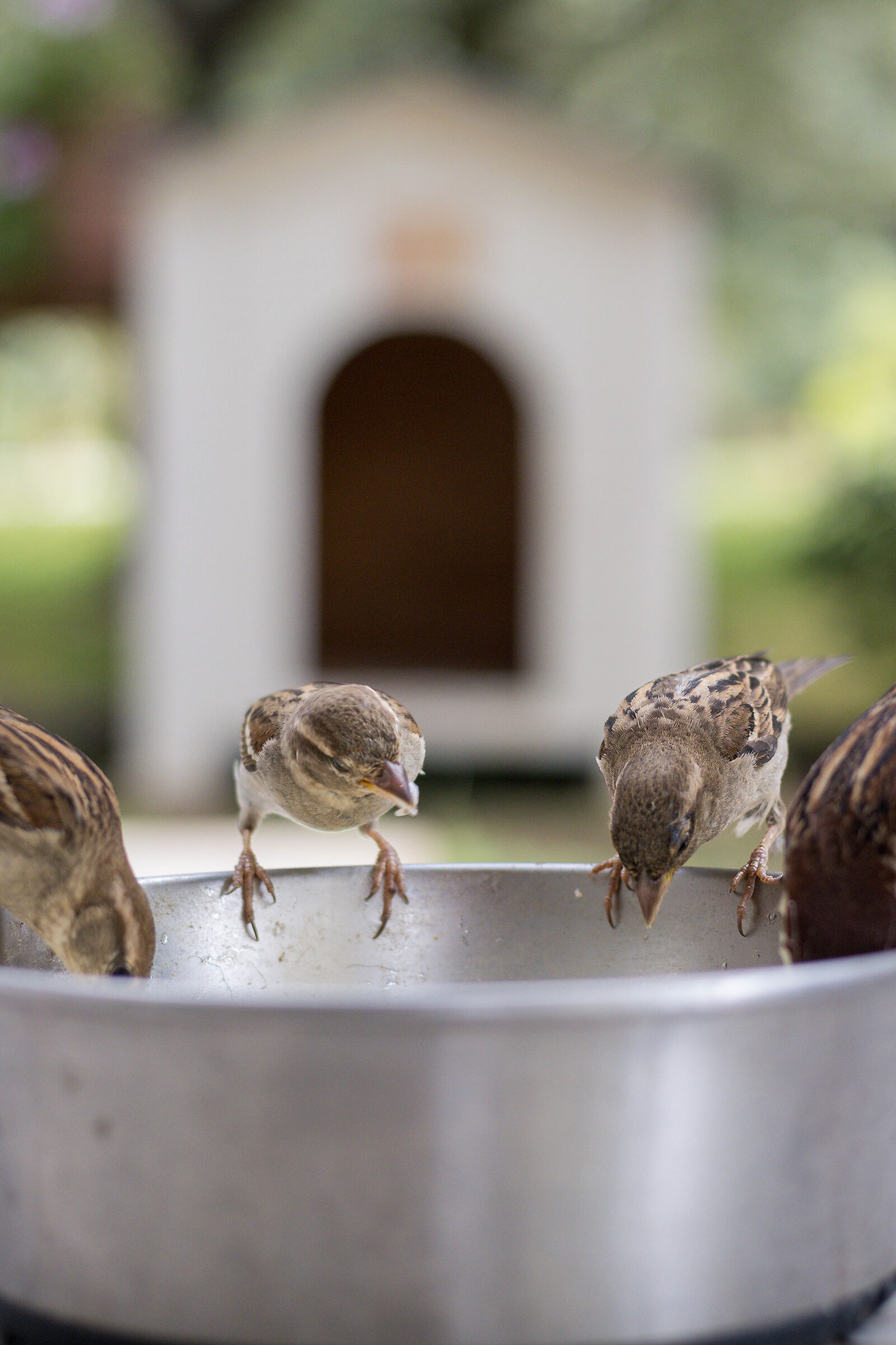 When there is no dog, sparrows dance