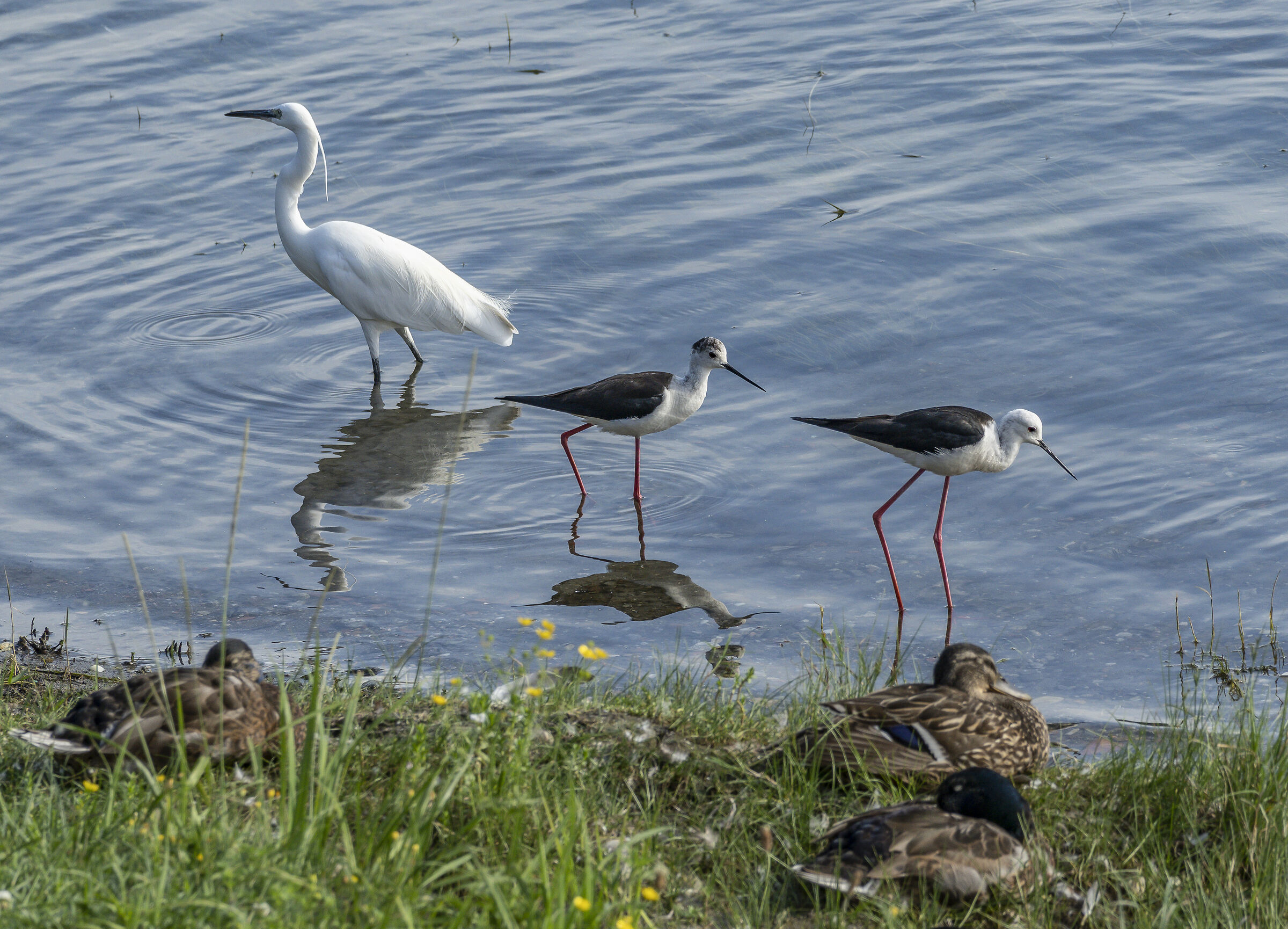 Egret and Knights of Italy. 01/07/2023. 18:16:26