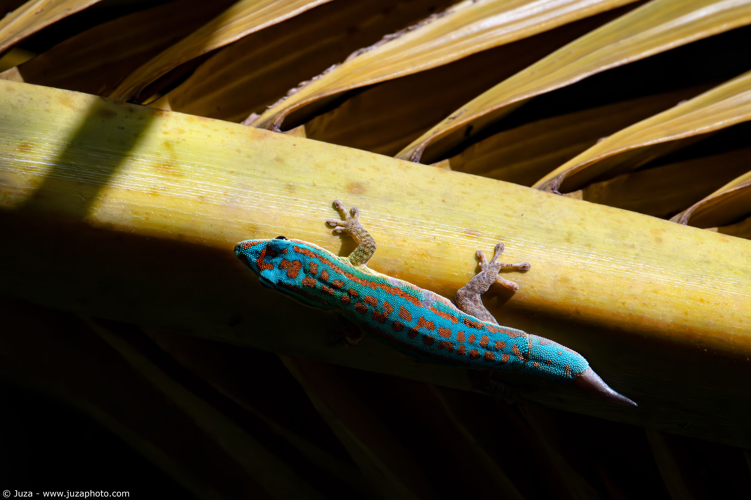 Bluetail Day Gecko