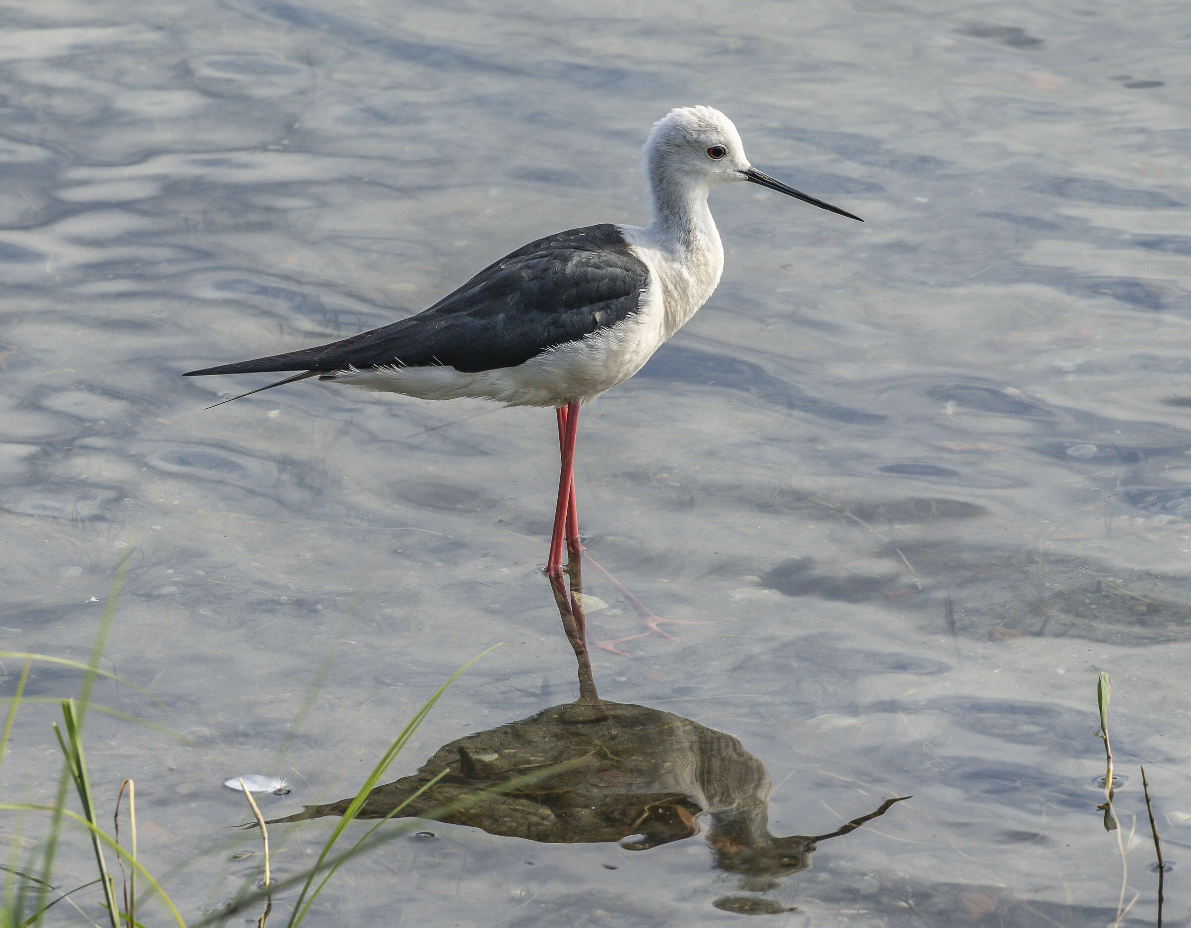 Knight of Italy. 01/07/2023. 18:16:08