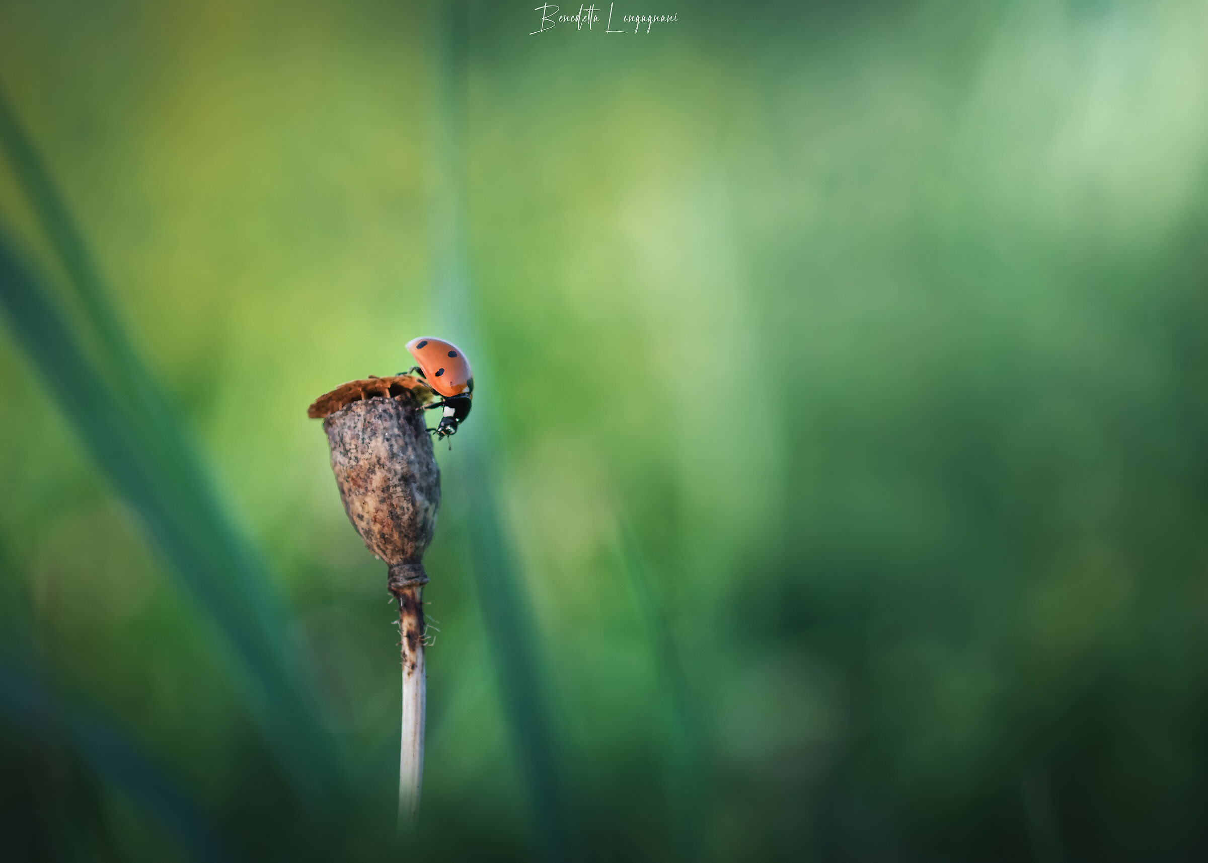 Come in the evening for the ladybug