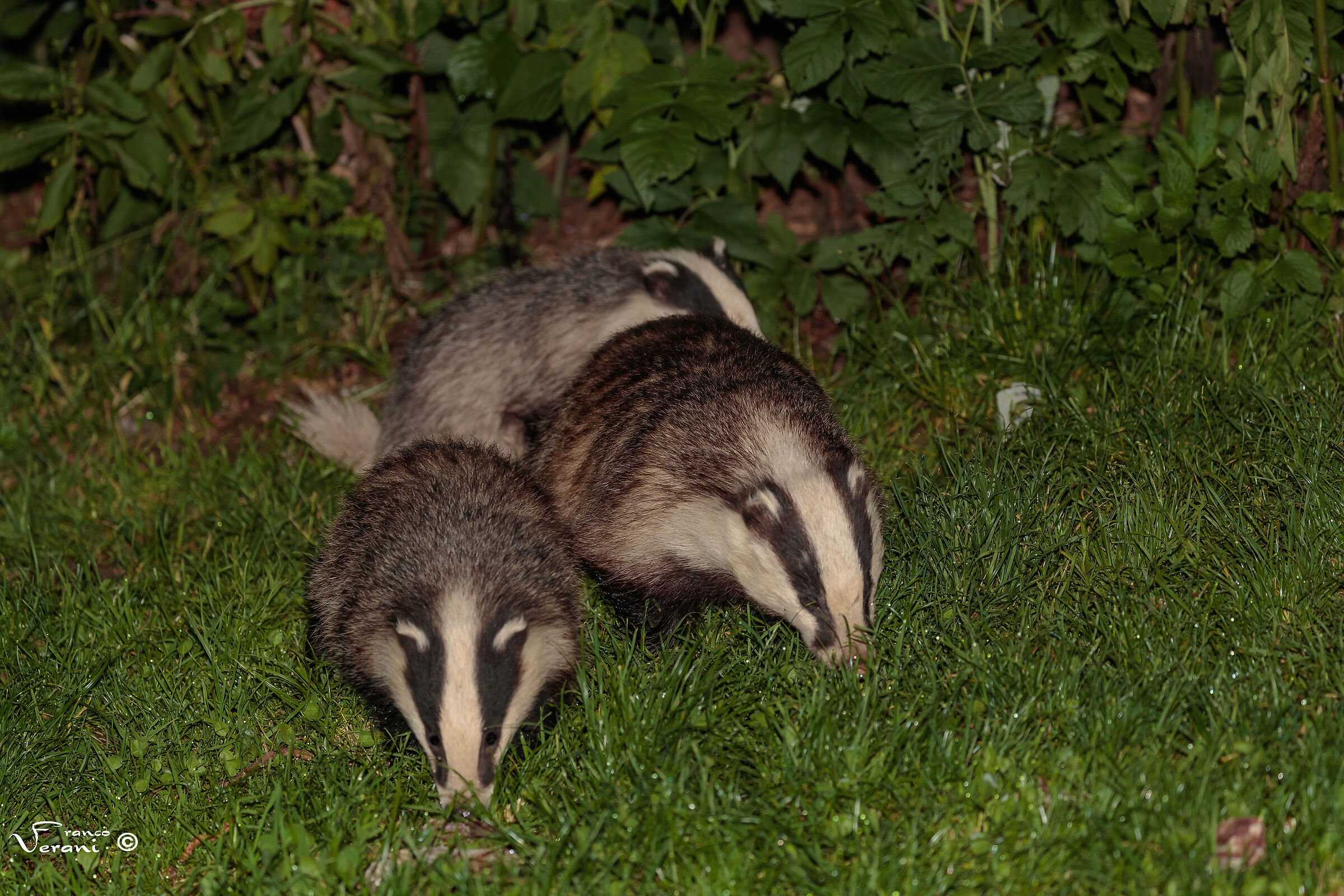 Famigliola di Tassi , foto in Notturna - 09/07/2023