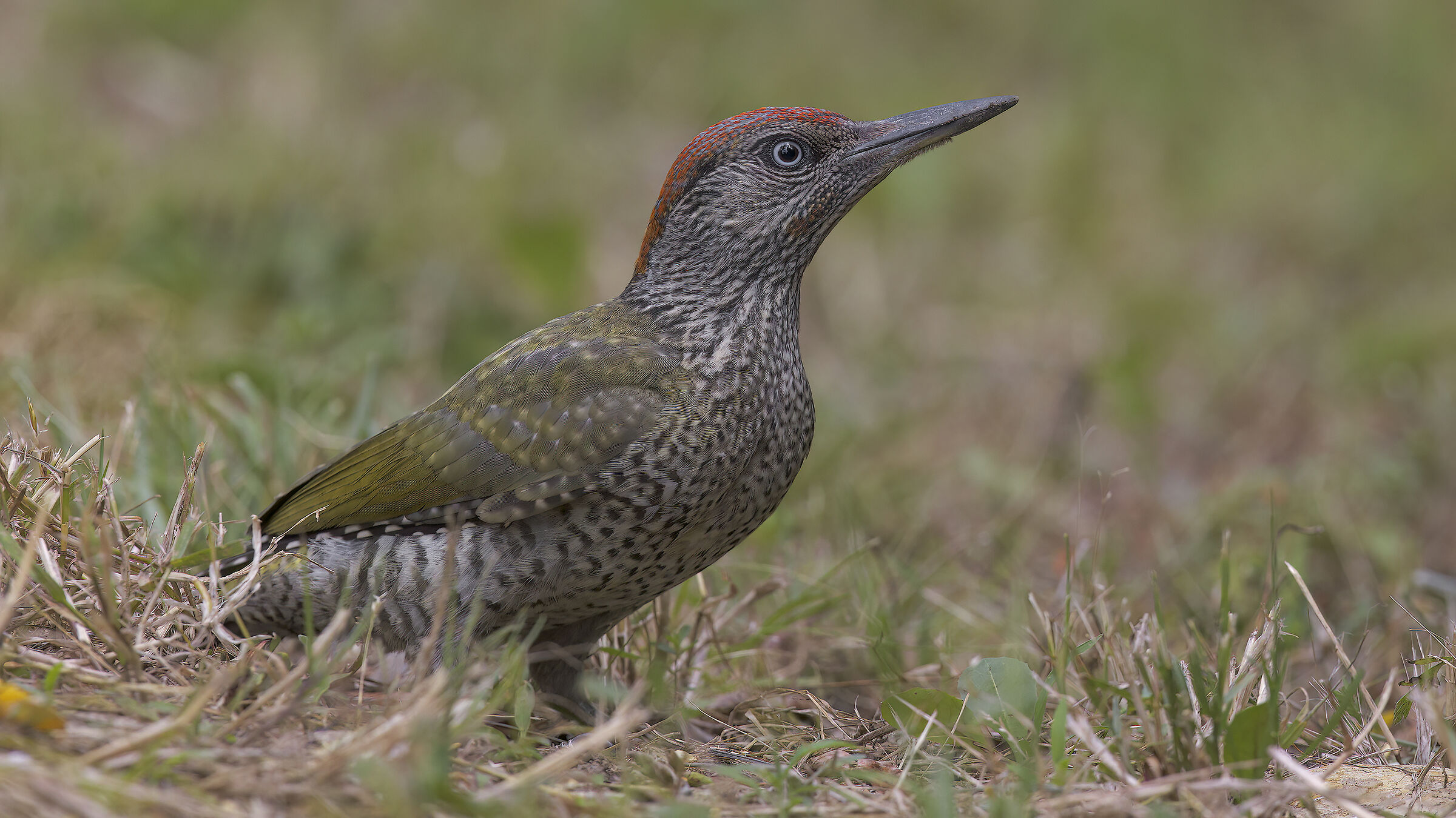 Green Woodpecker2