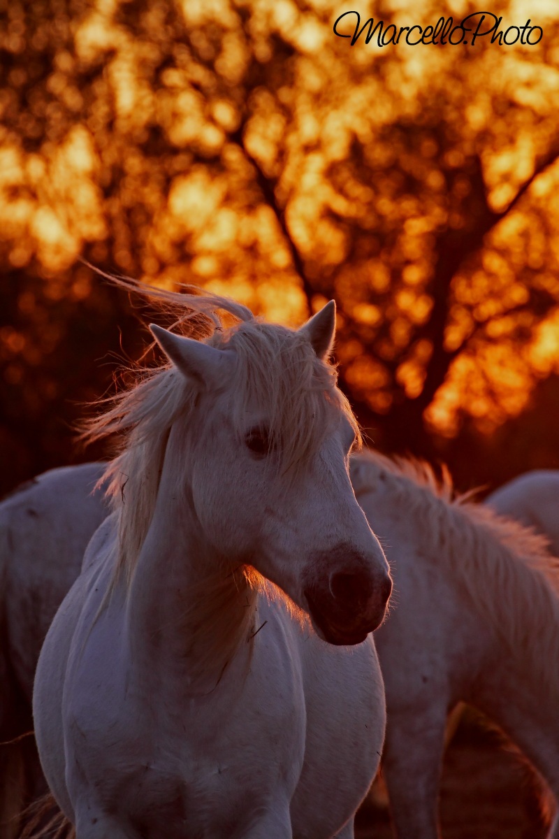 cavallo camargue