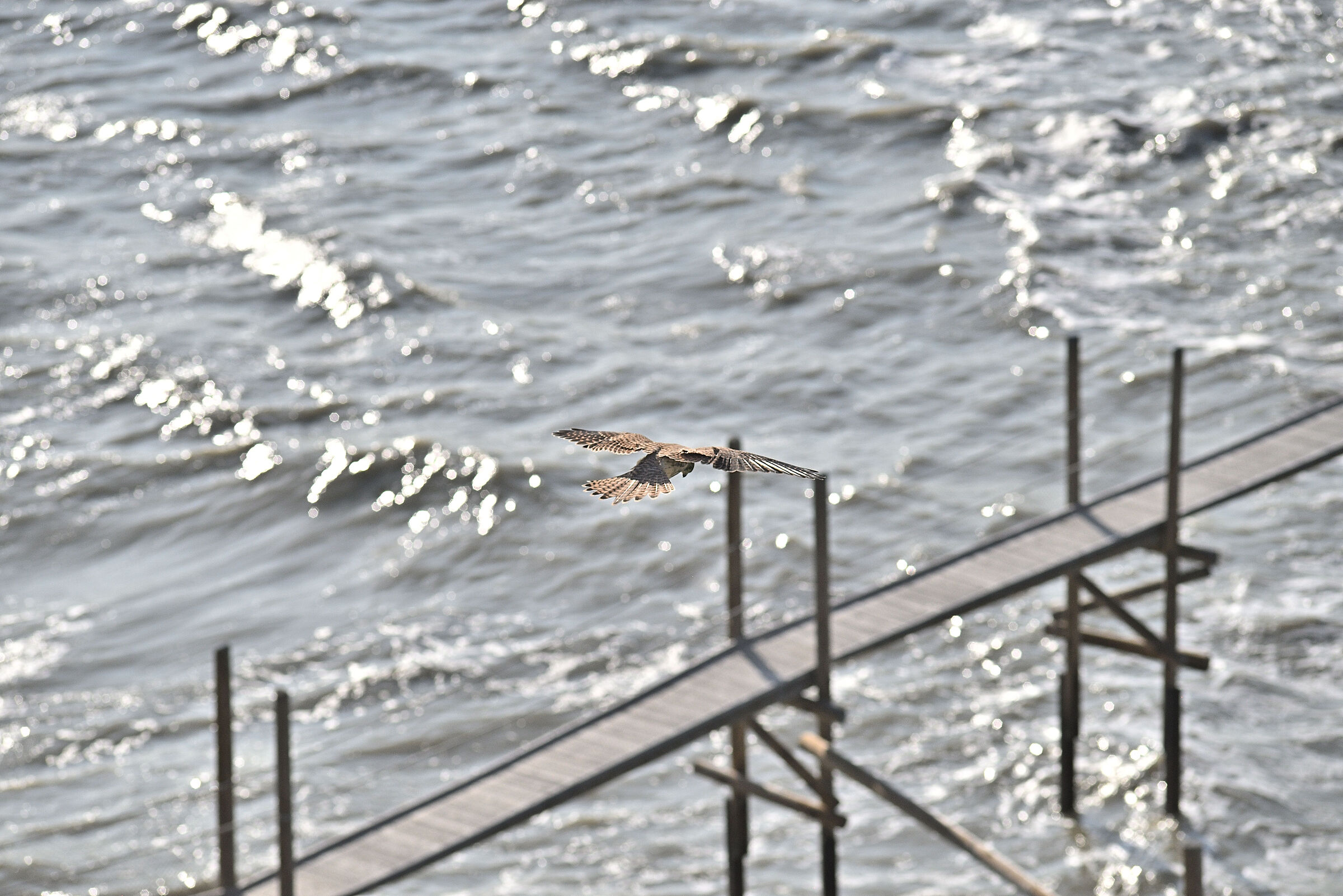 Hunting on the trabocco