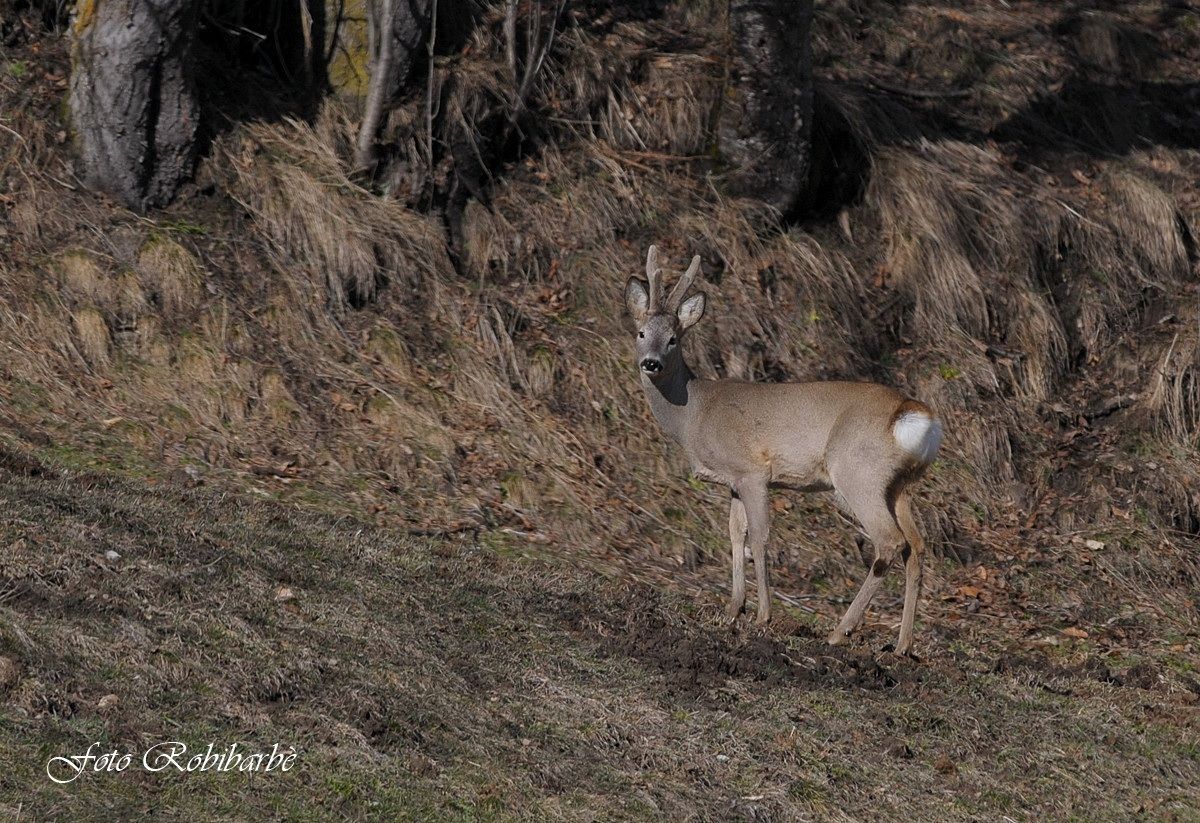 Capriolo..... vellutato...
