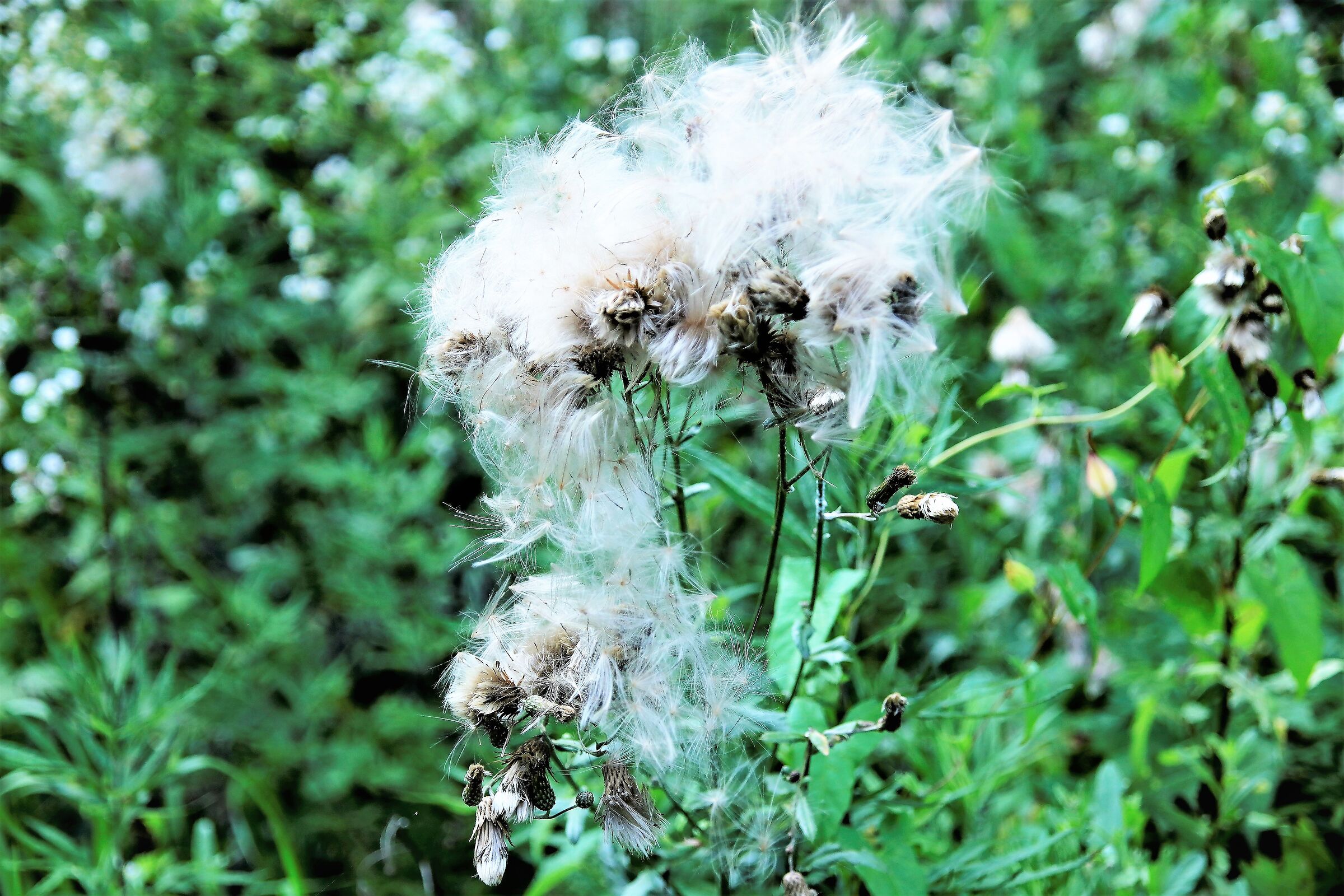 "Cirsium Arvense " ( Cardo Campestre)