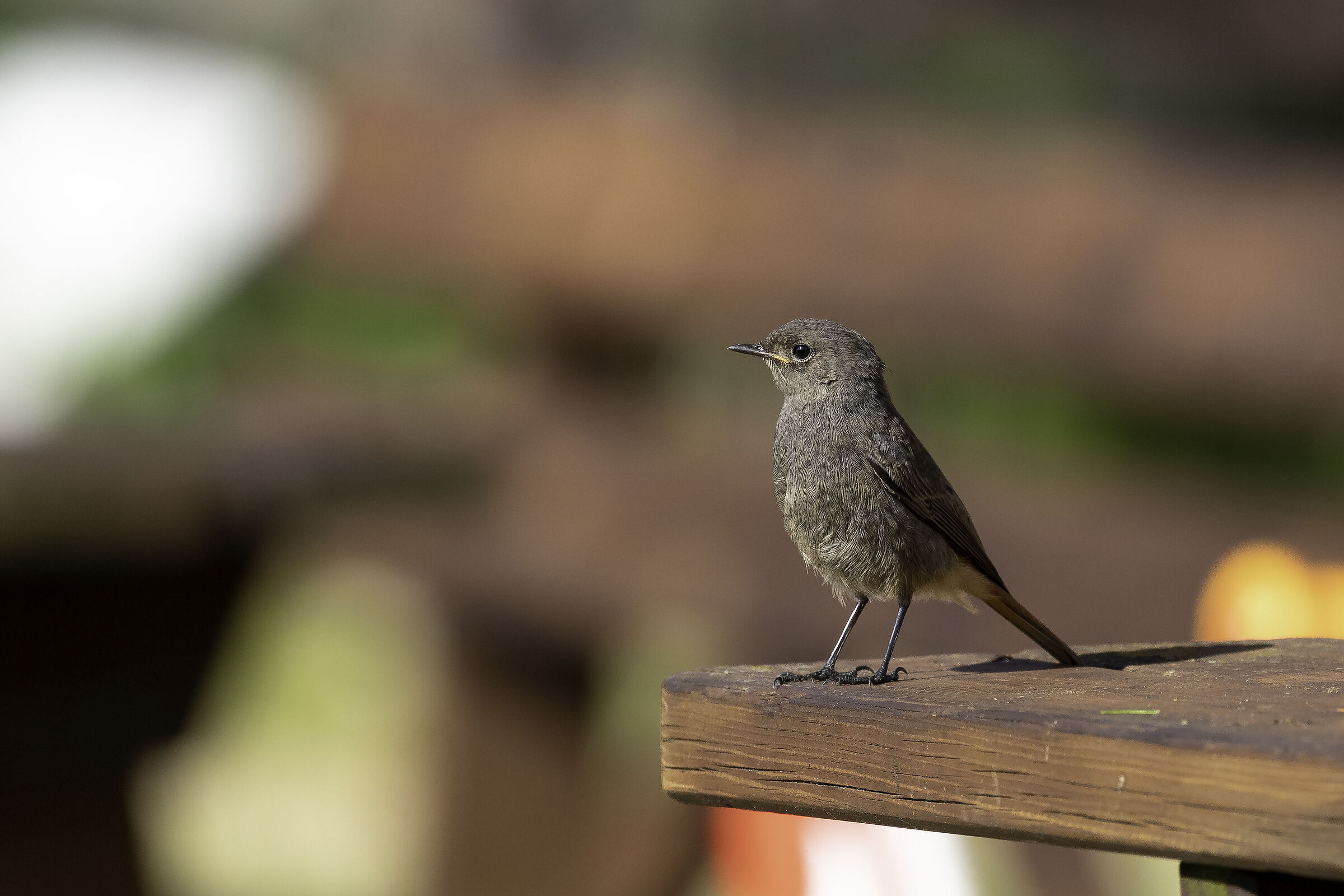 Black redstart