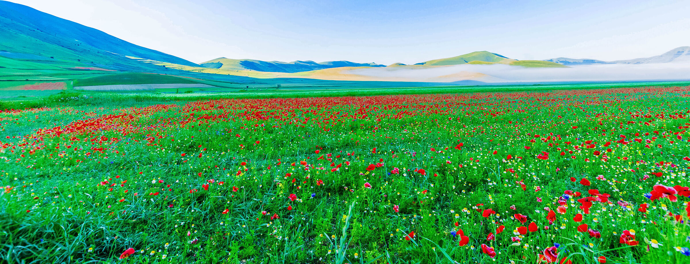 La fioritura della lenticchia al Castelluccio 2023