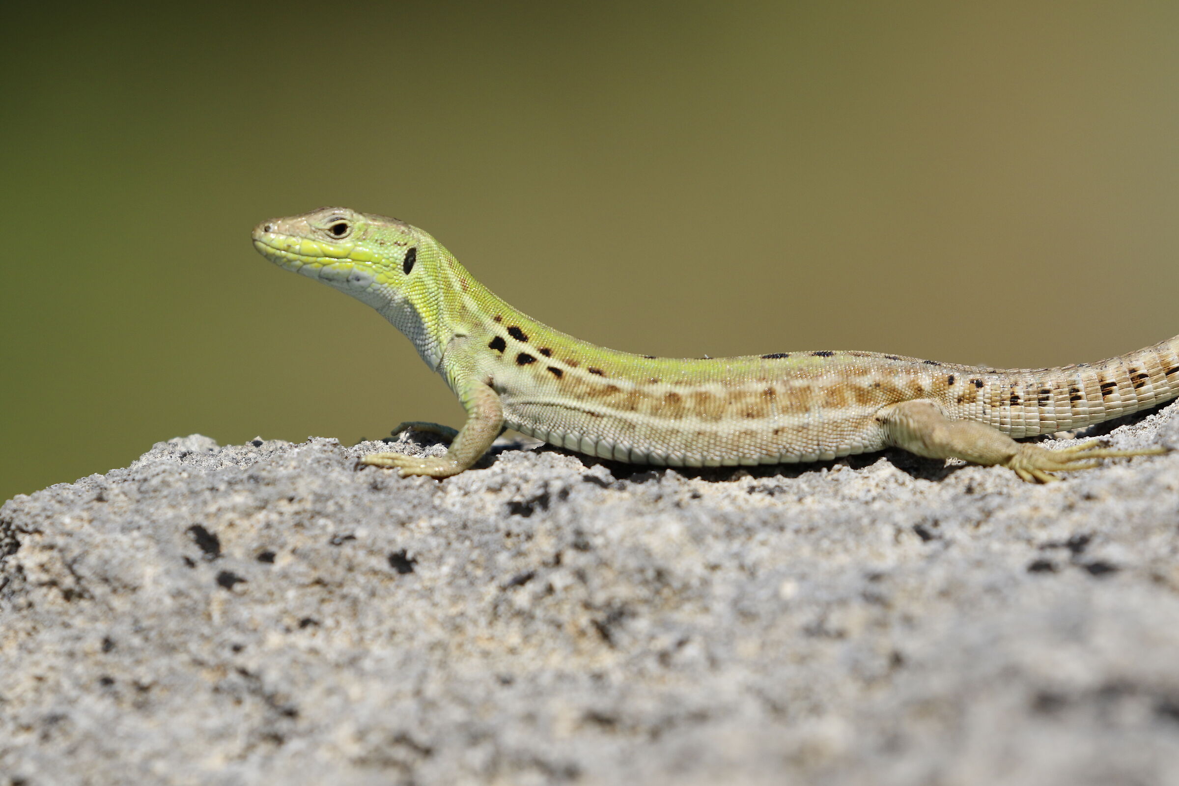 " Crop 6 Cento 40 ", Canon 100- 400 L II, 7 D II