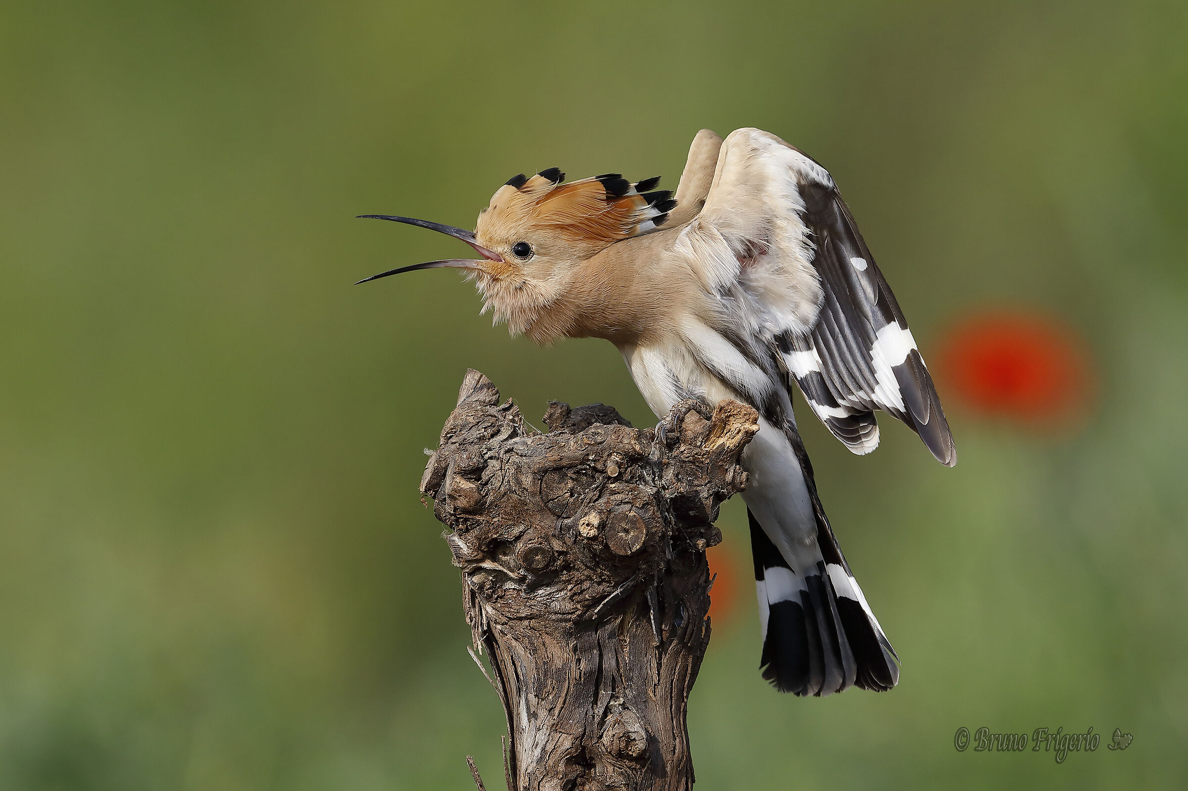 upupa in stretching