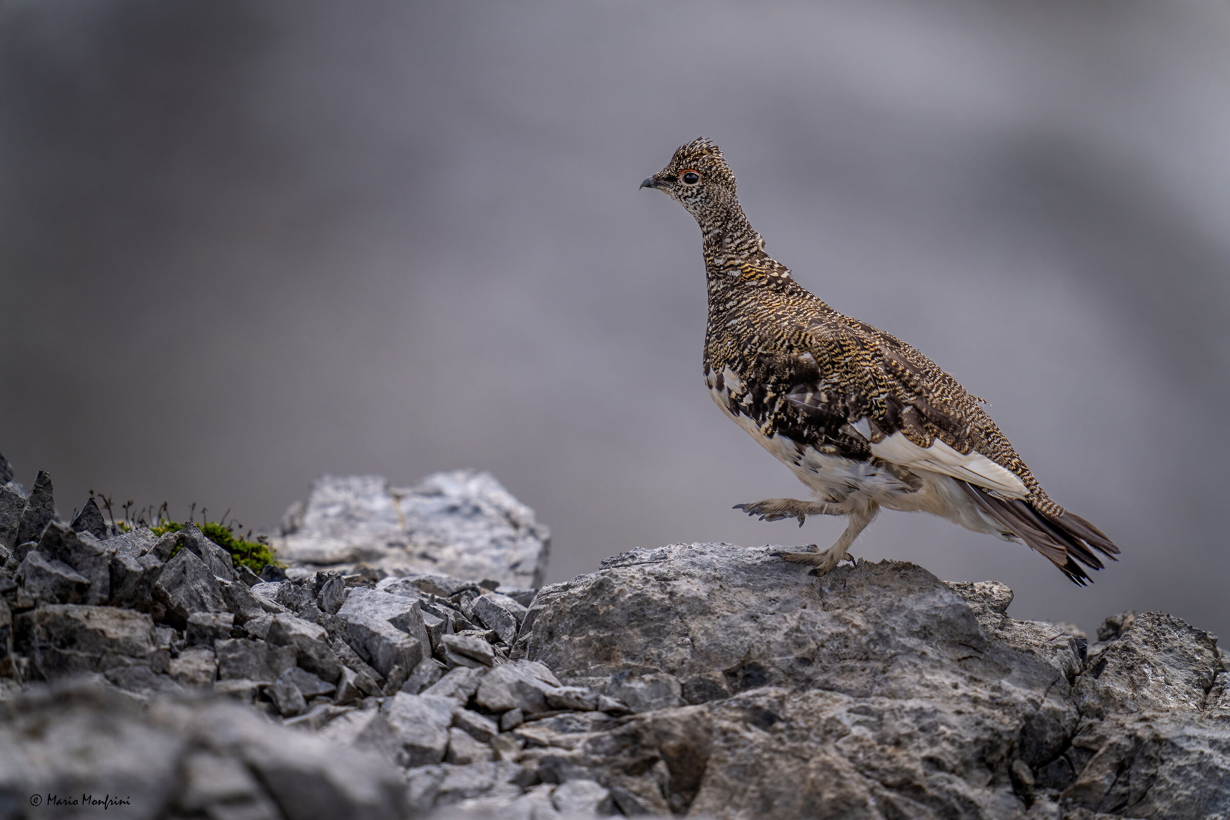 The queen in her environment