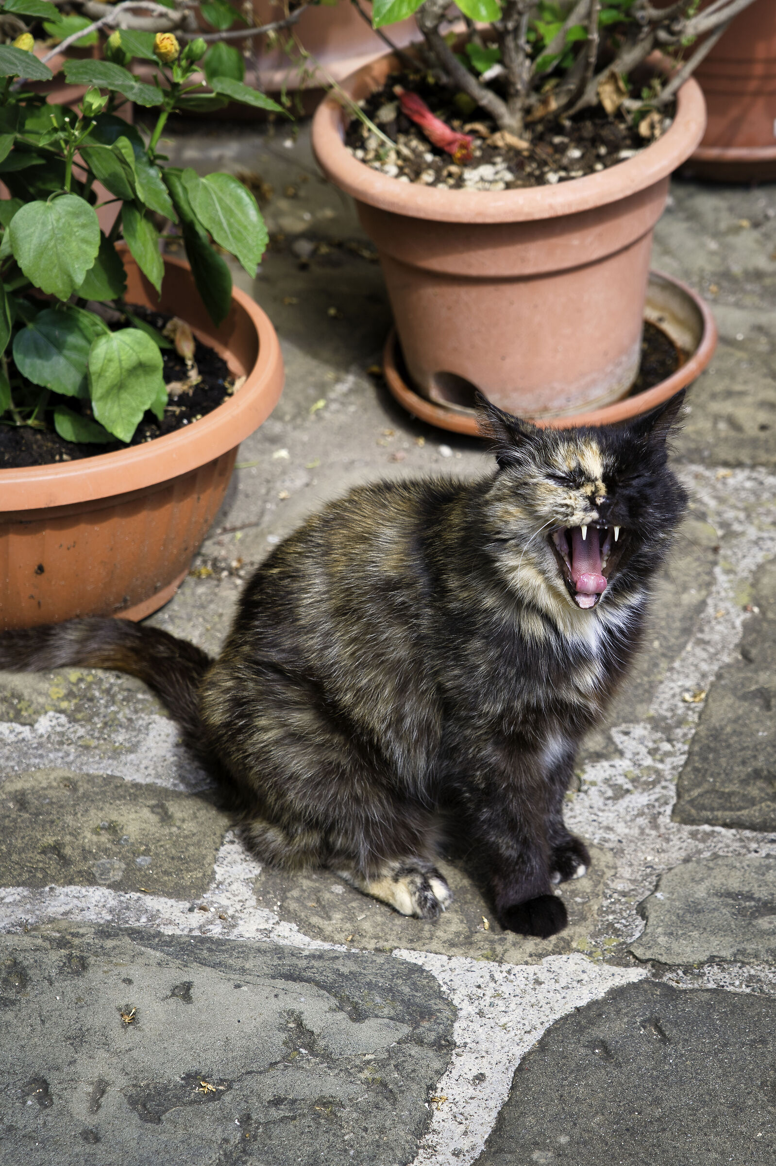 two-tone yawn