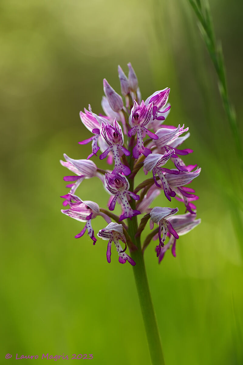 Orchis Militaris