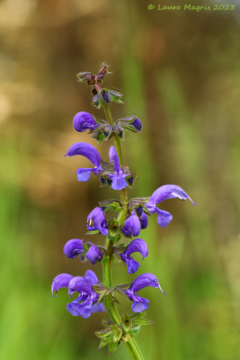 Salvia pratensis