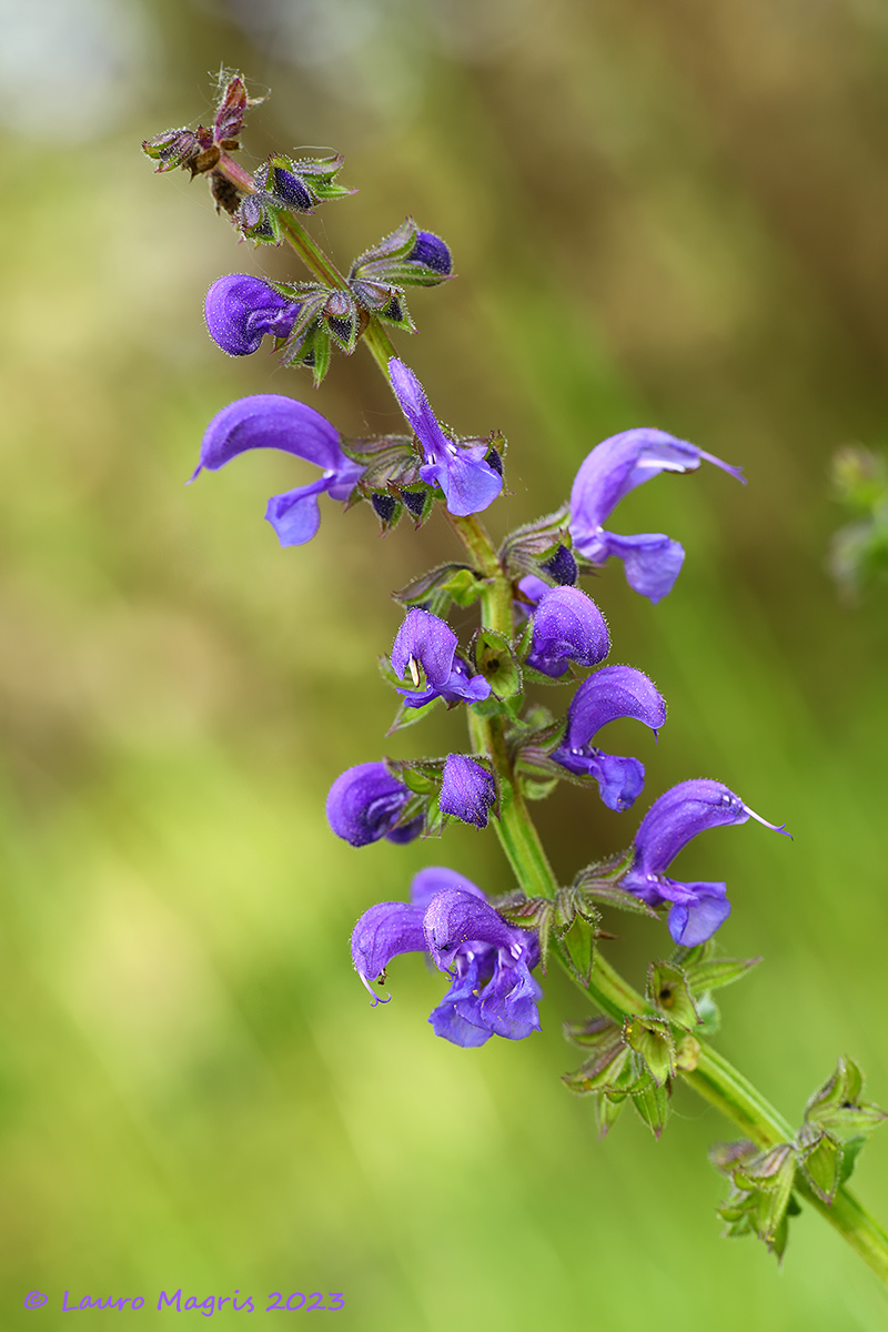 Salvia comune