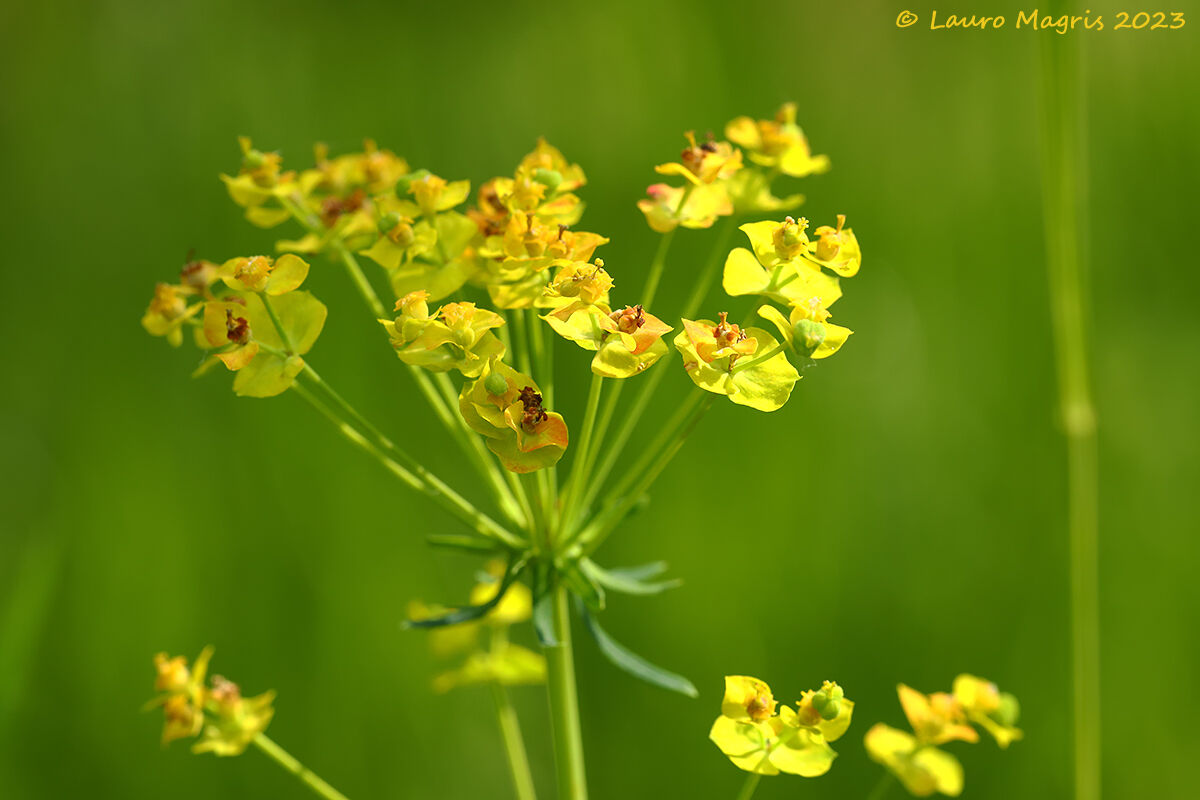 Euphorbia cyparissias
