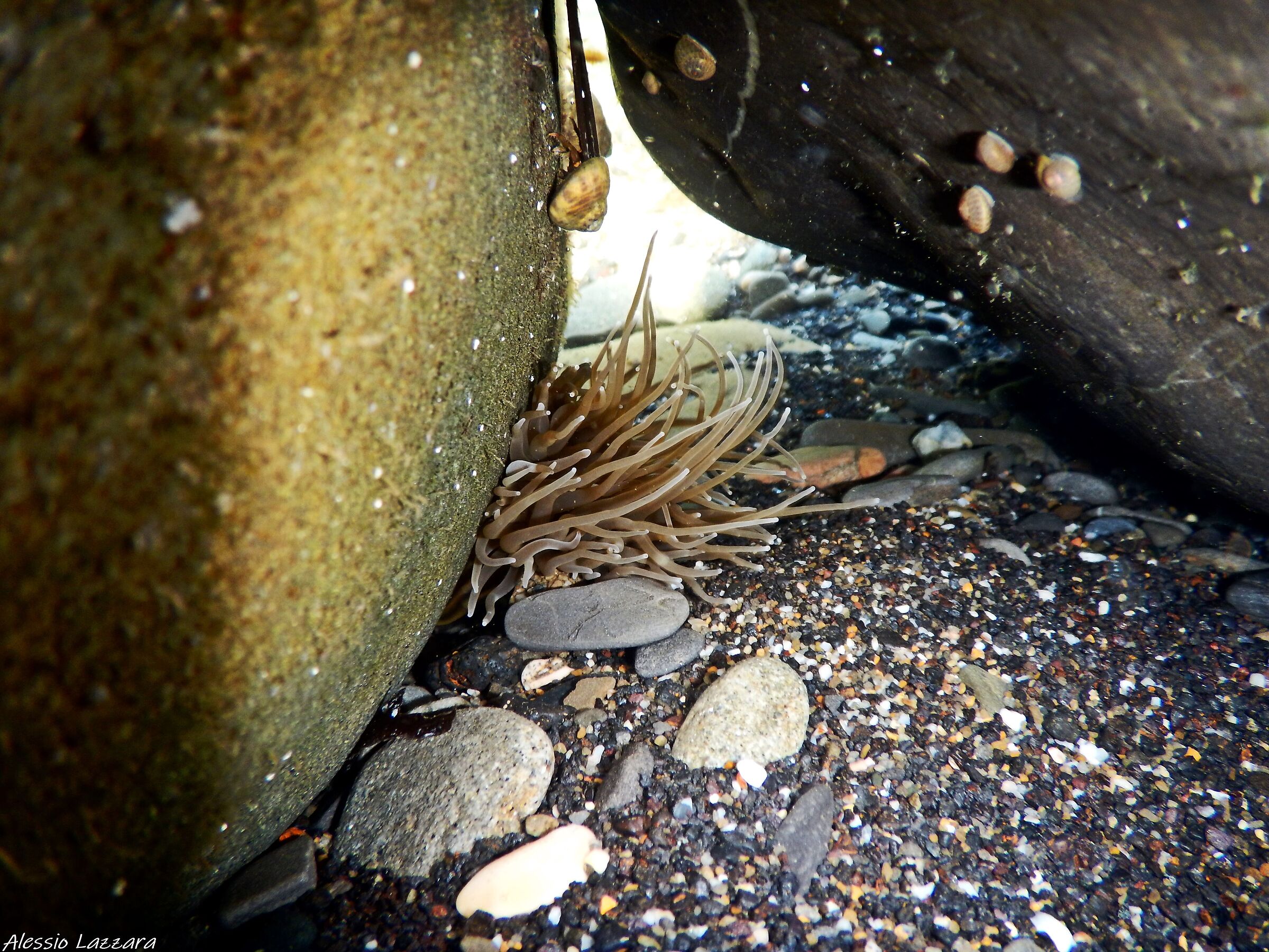 Anemone..