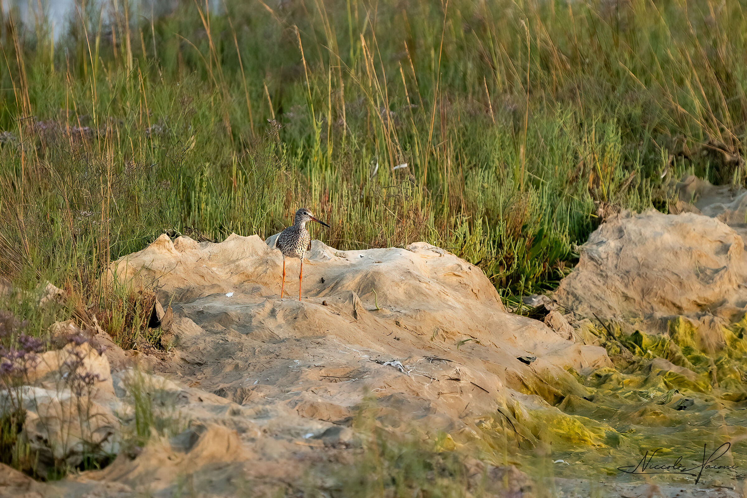 Redshank