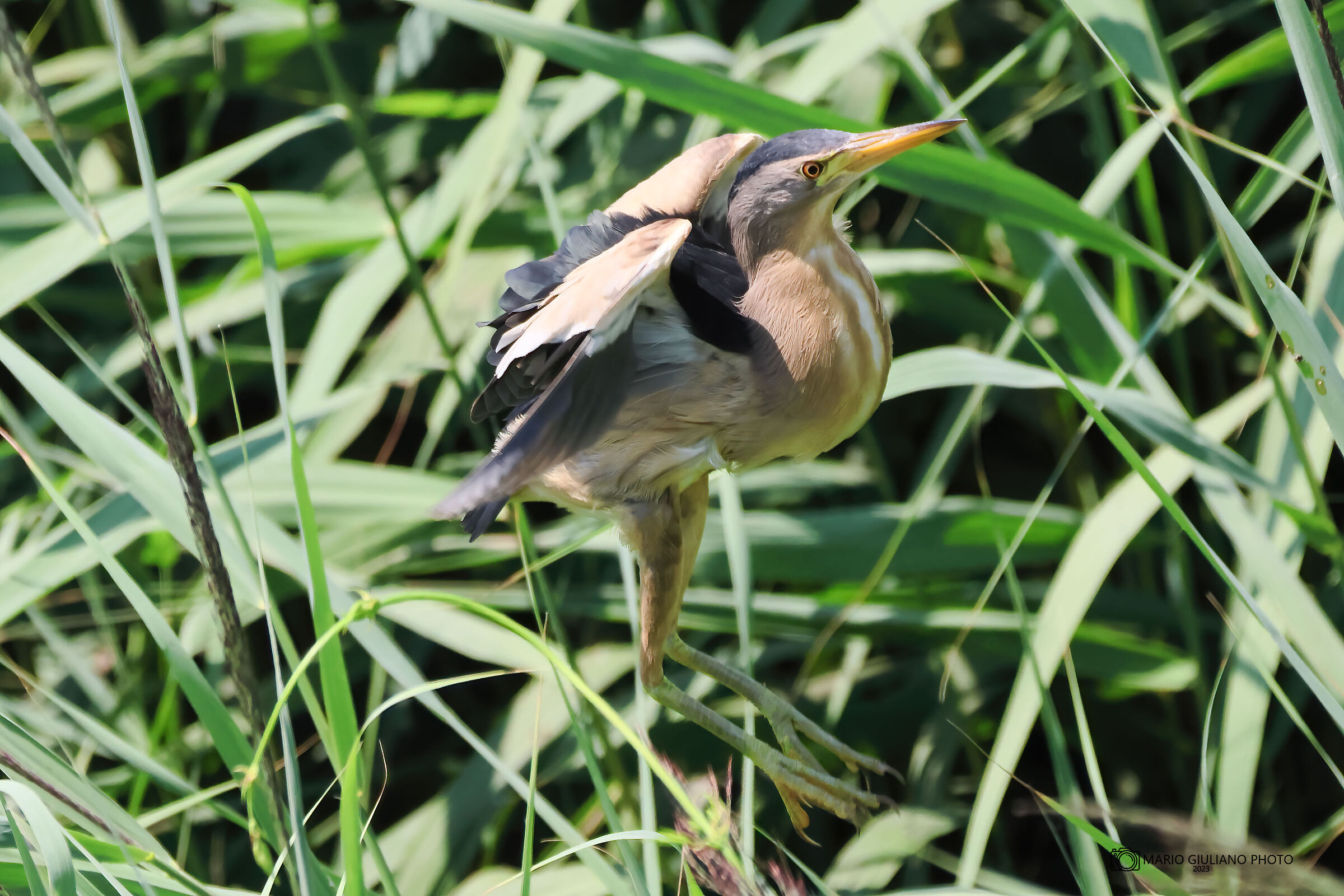 Little bittern