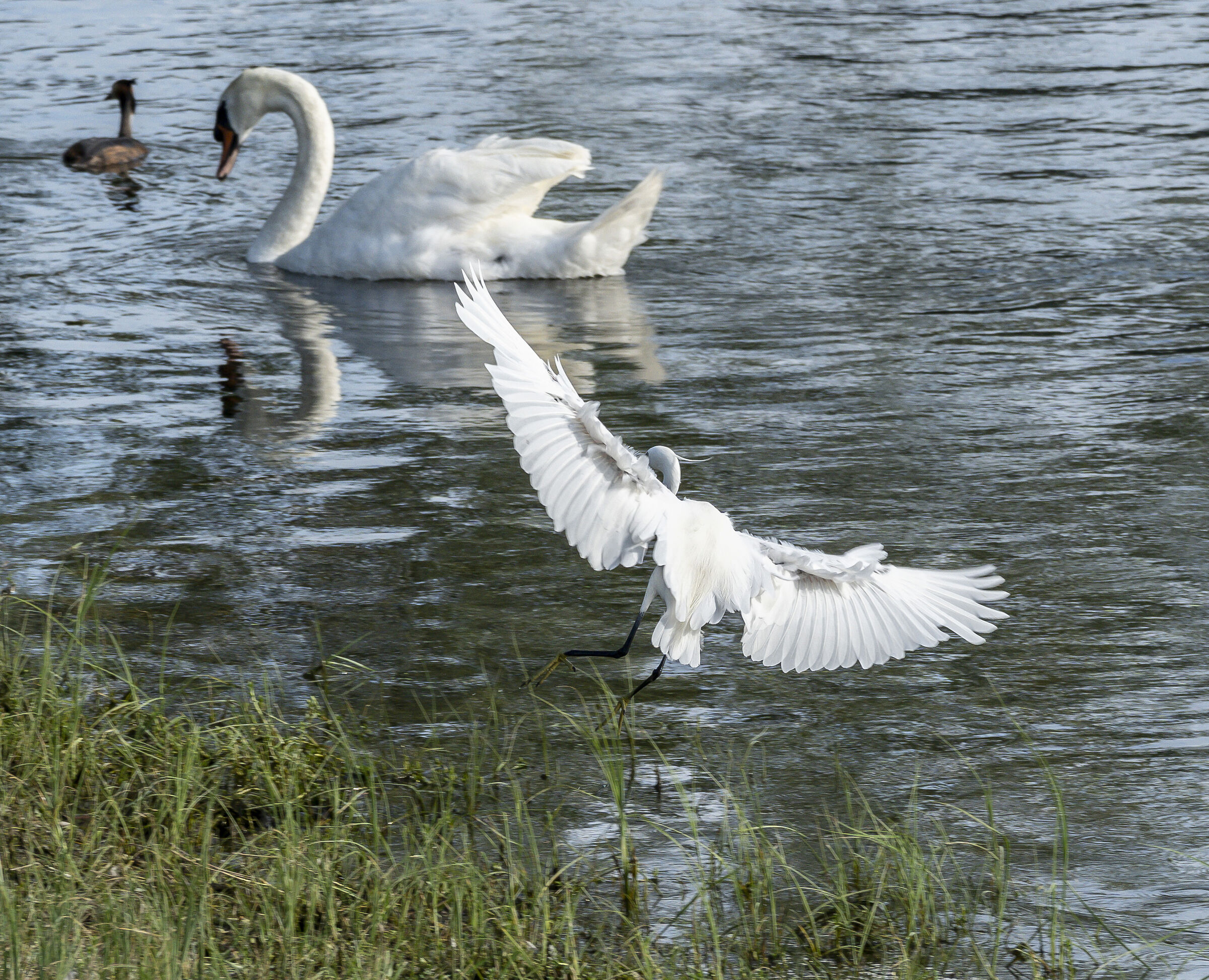 Egret on landing. 01/07/2023. 18:16:32