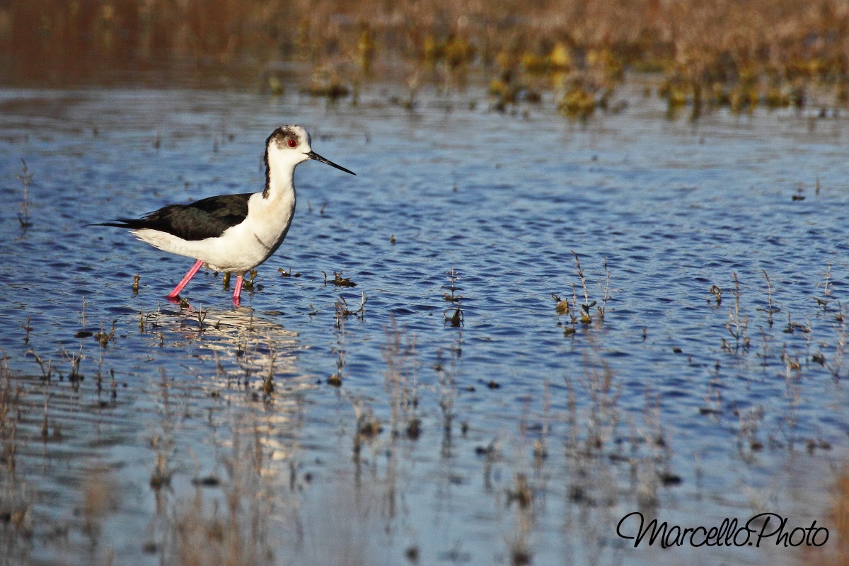 cavaliere d'italia - camargue