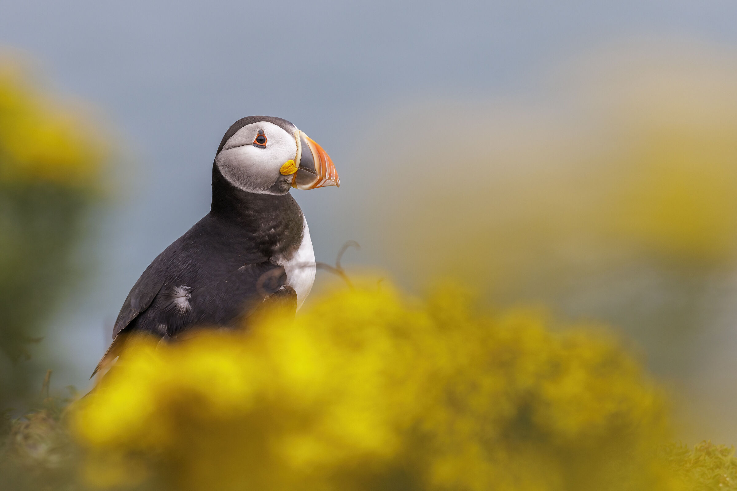 Puffin in giallo