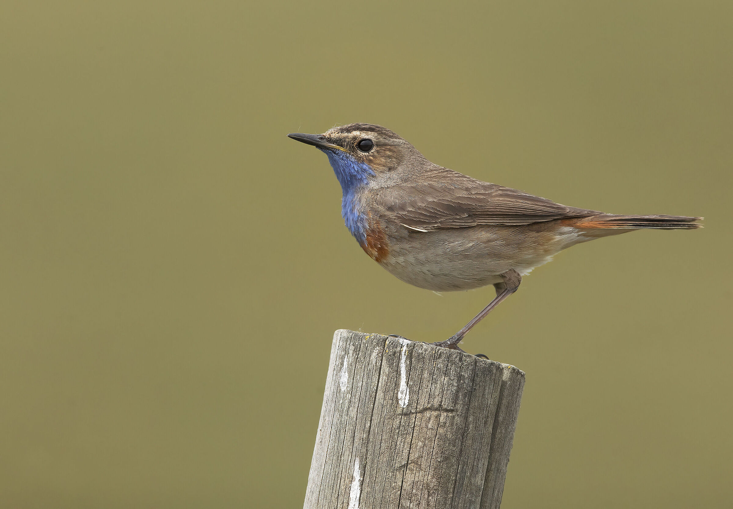 Blue-breasted (Luscinia svecica)