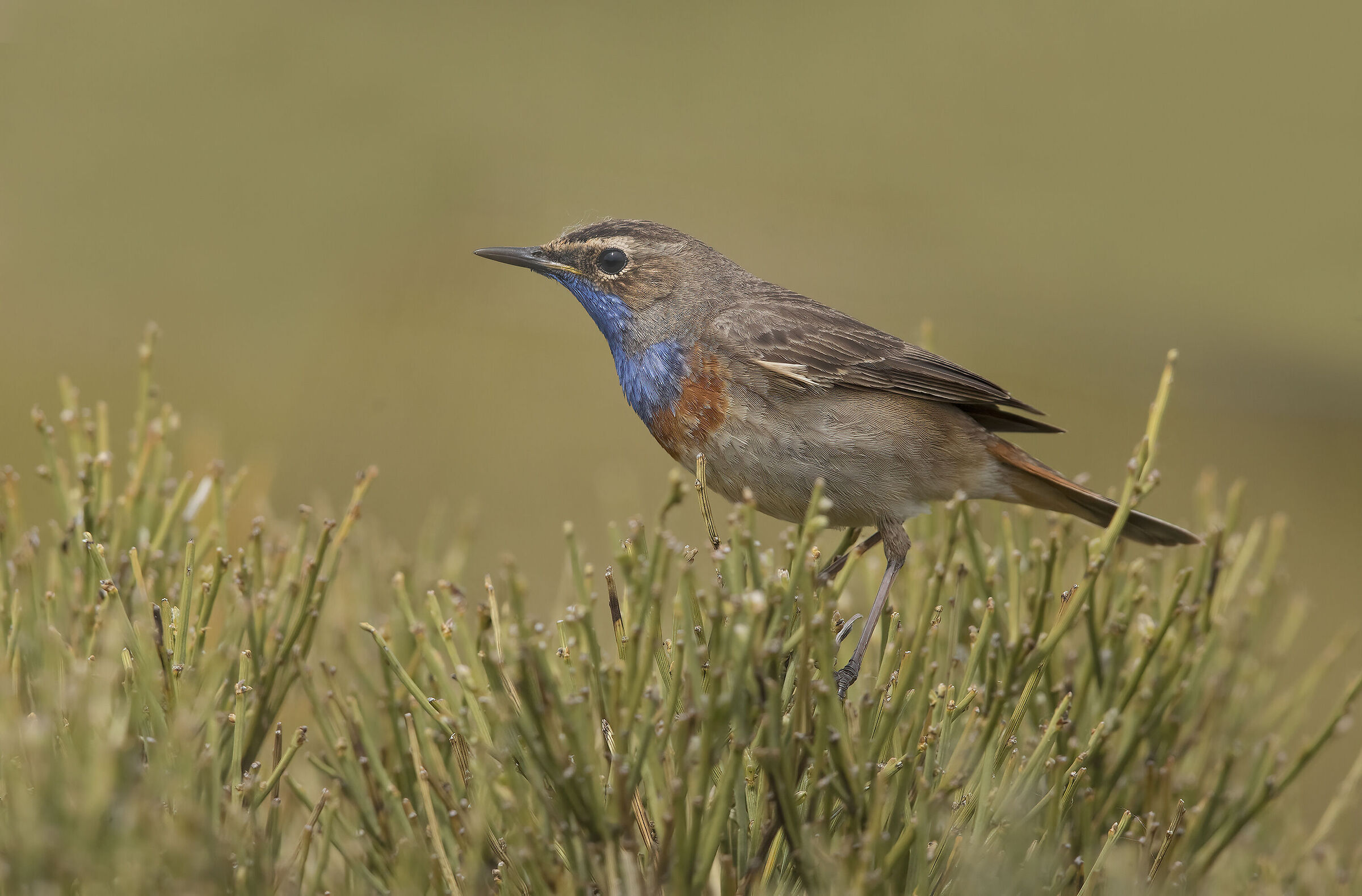 Blue-breasted (Luscinia svecica)