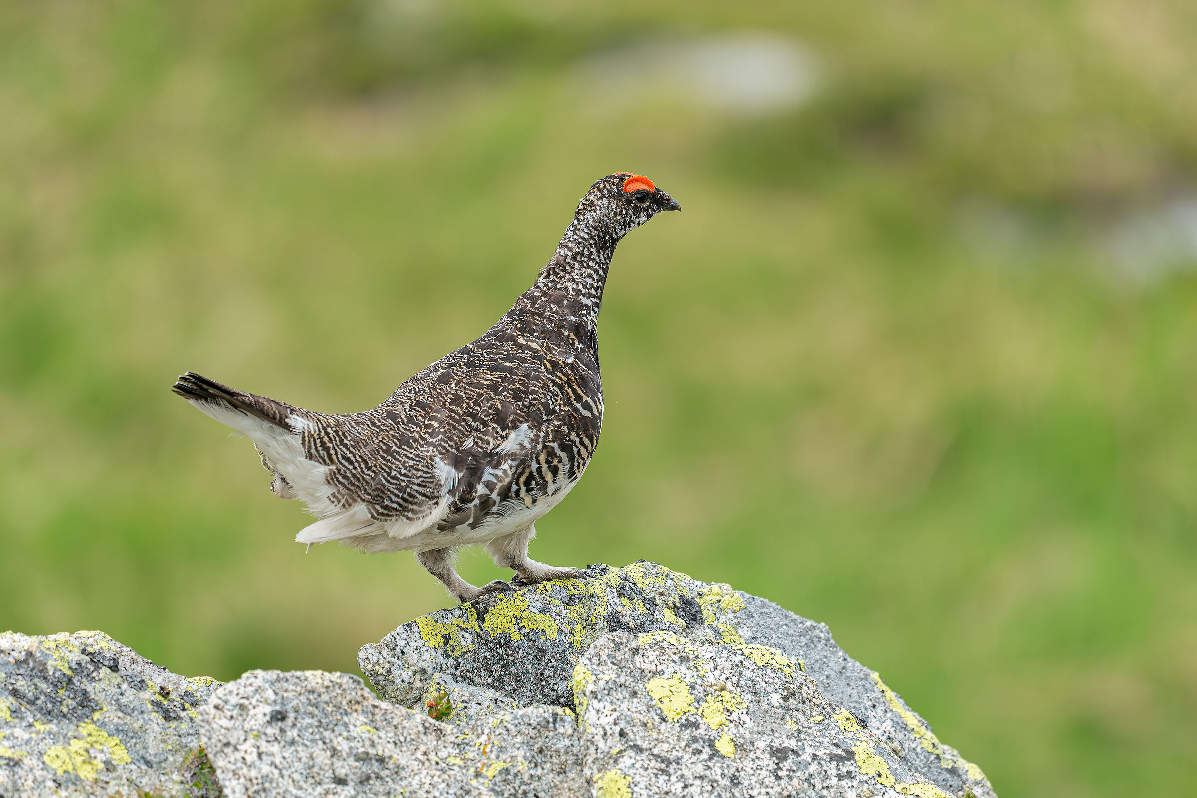 Ptarmigan, m.