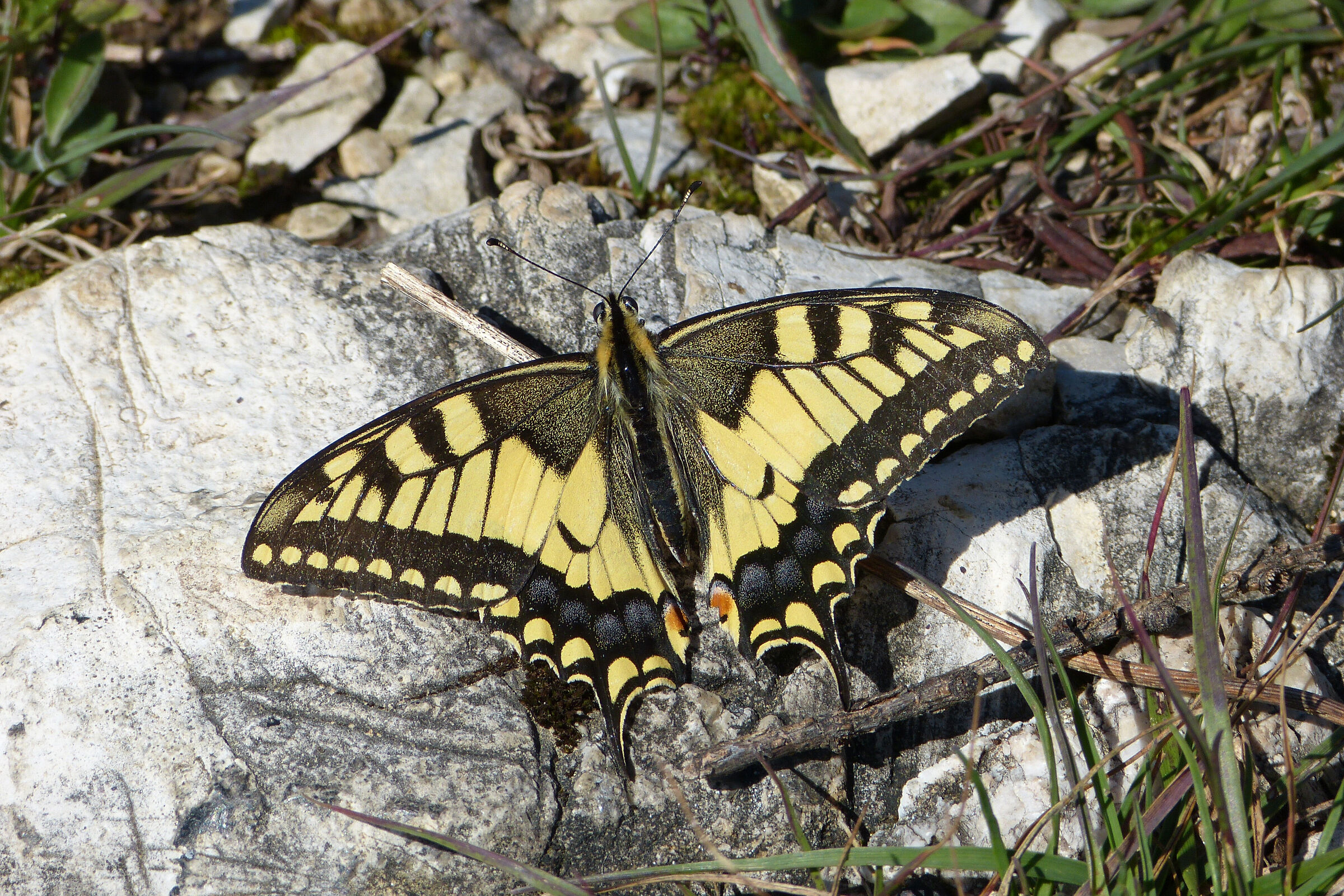Papilio Machaon